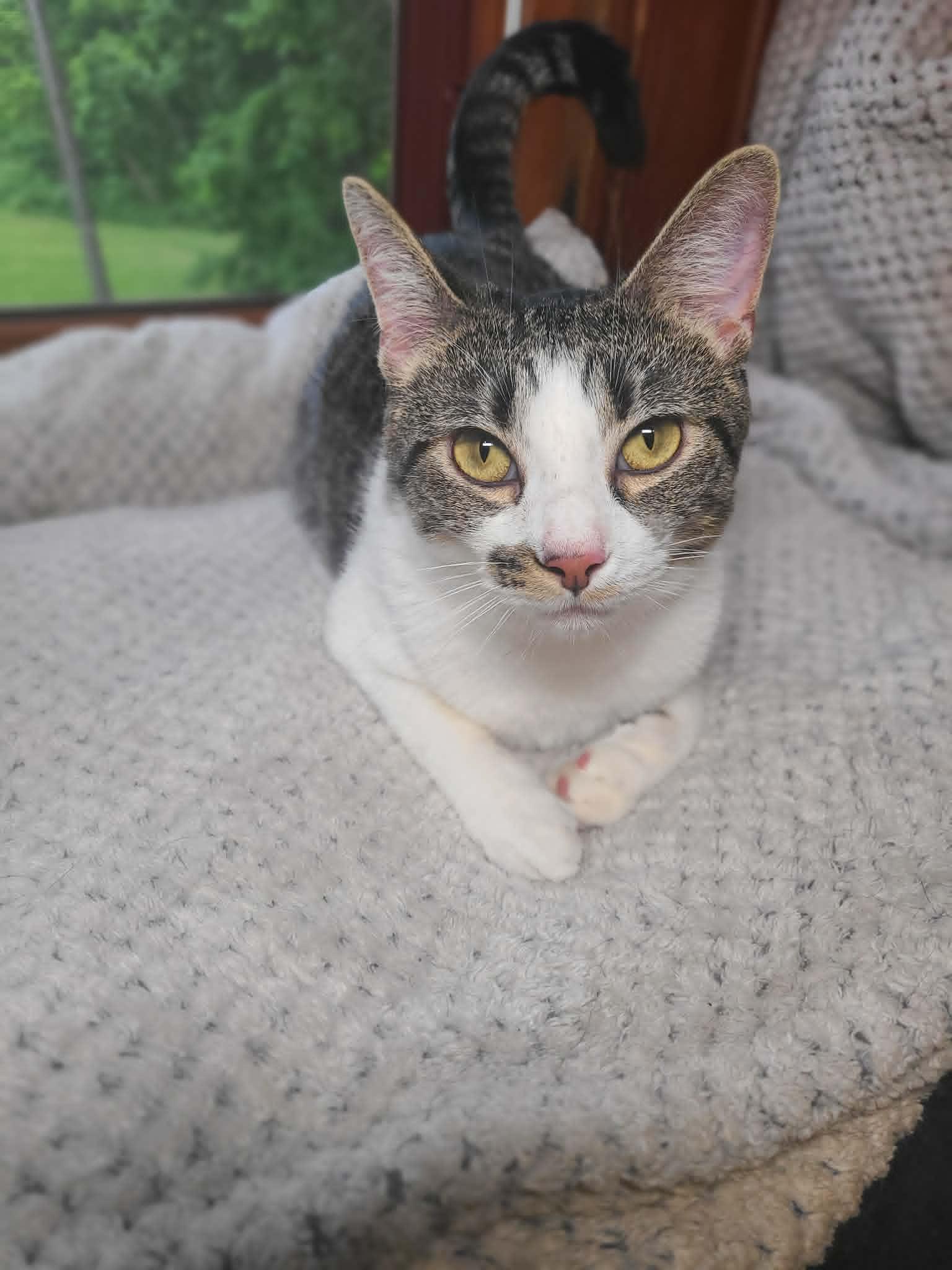 Rainy, Adoptable, Young Female Tabby & Domestic Short Hair.