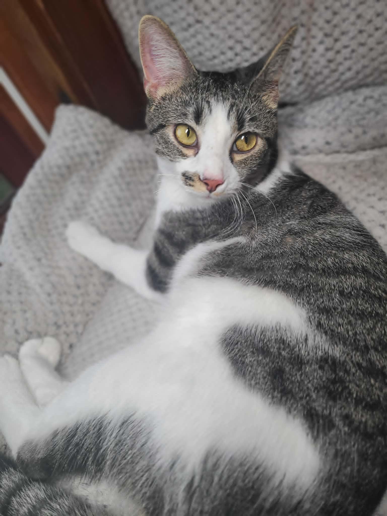 Rainy, a Adoptable mixed breed in Mankato, MN image 2/3