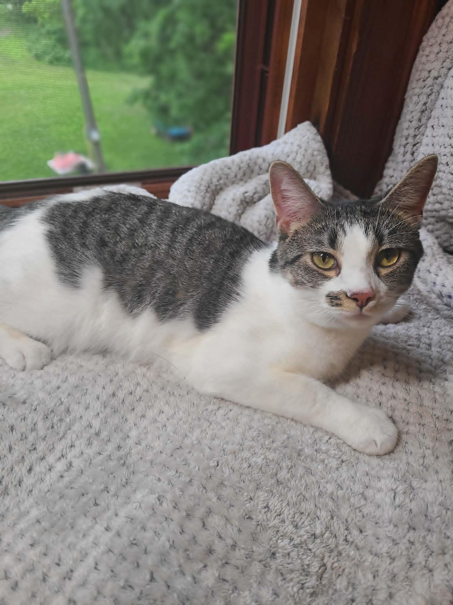 Rainy, a Adoptable mixed breed in Mankato, MN image 3/3