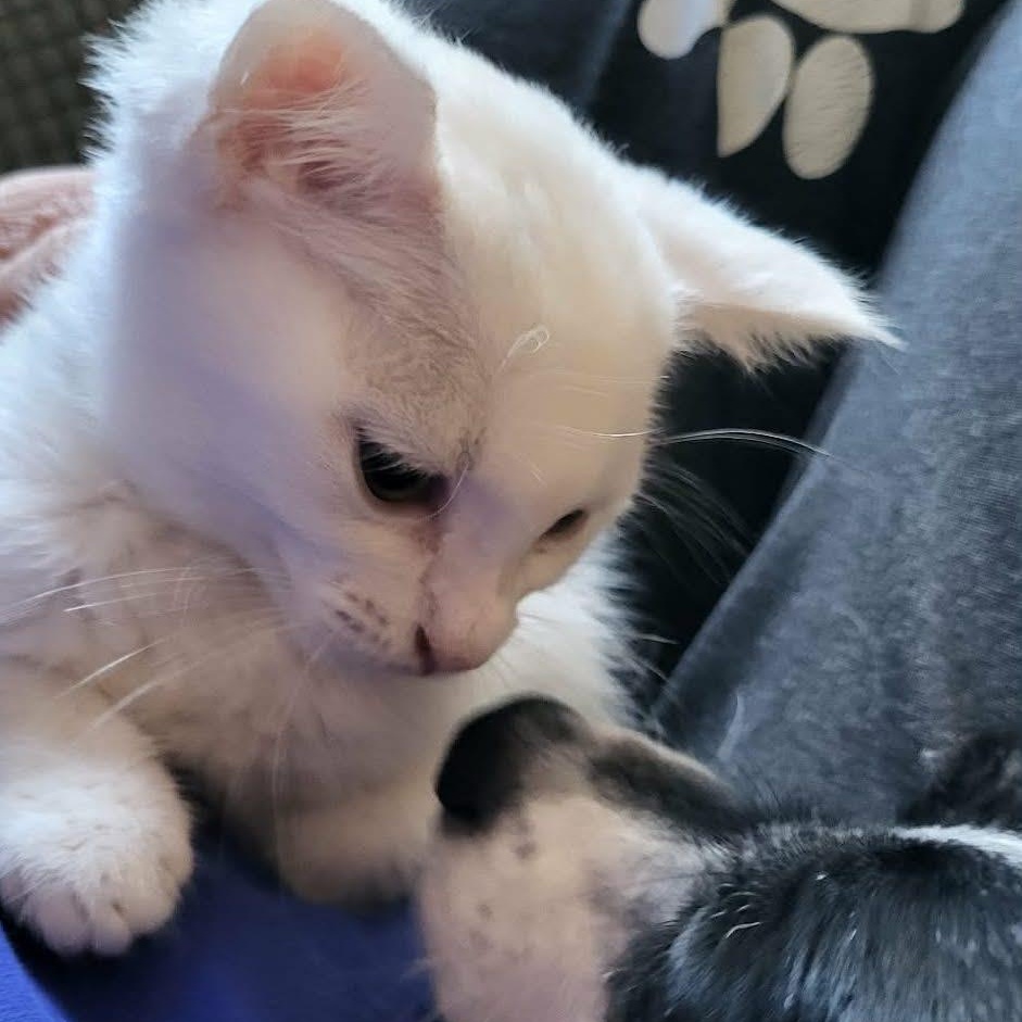 Dahlia, Adoptable, Kitten Female Domestic Short Hair.