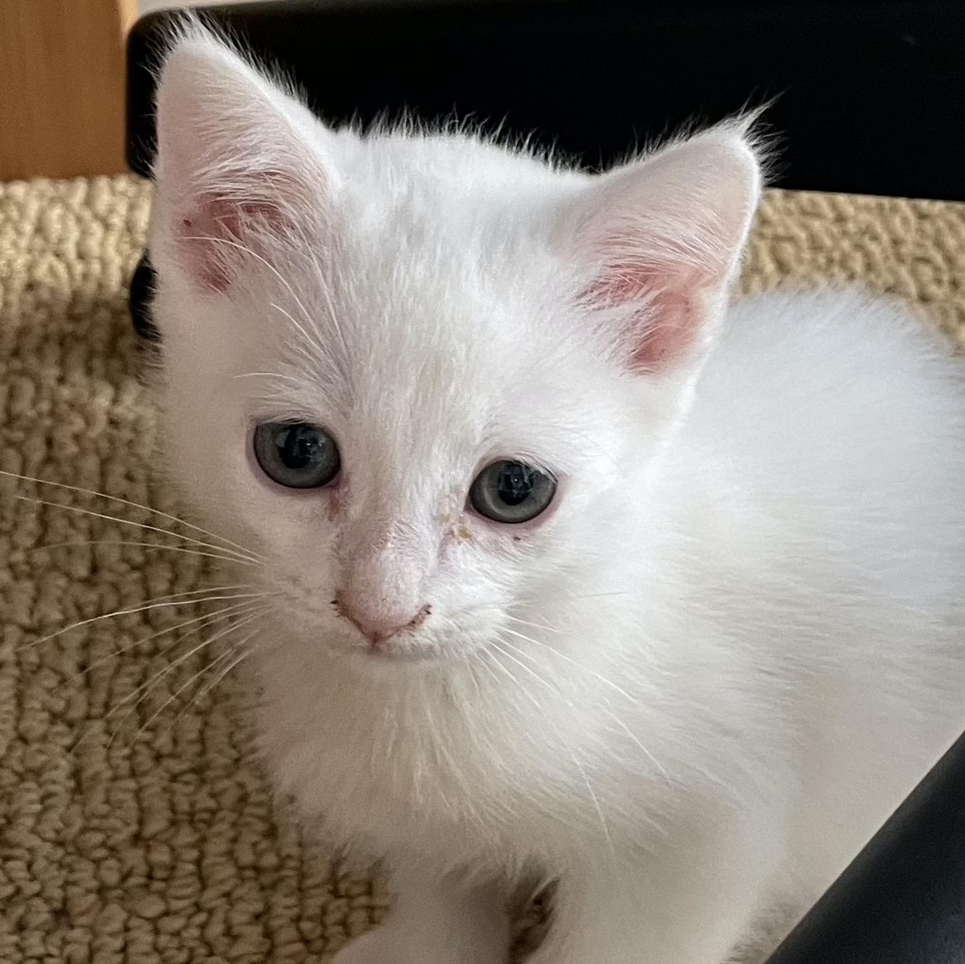 Enlarge Dahlia, a Adoptable Domestic Short Hair in San Diego, CA image 2/2