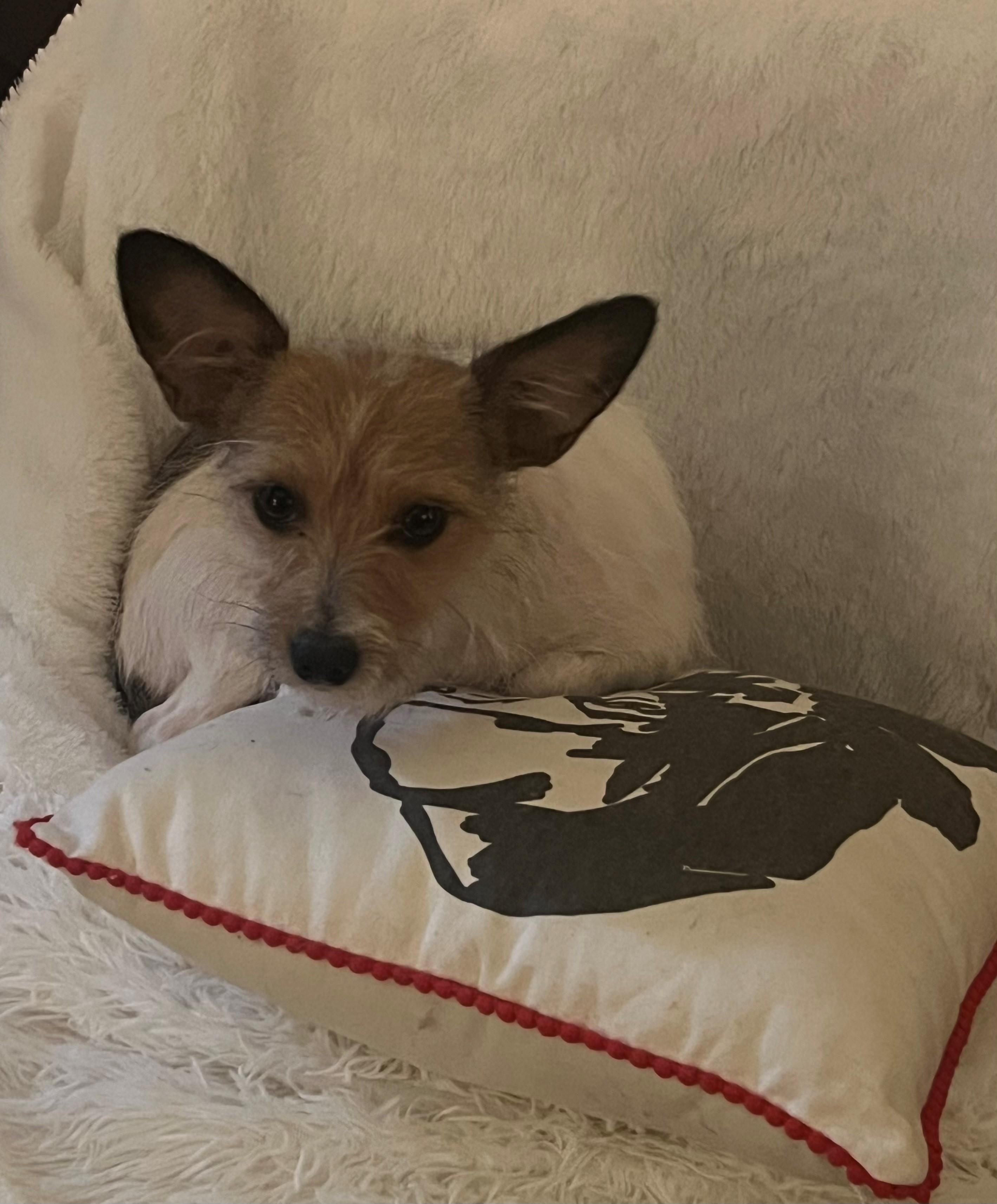 Cece, ADOPTABLE, Young Female Yorkshire Terrier & Chihuahua.