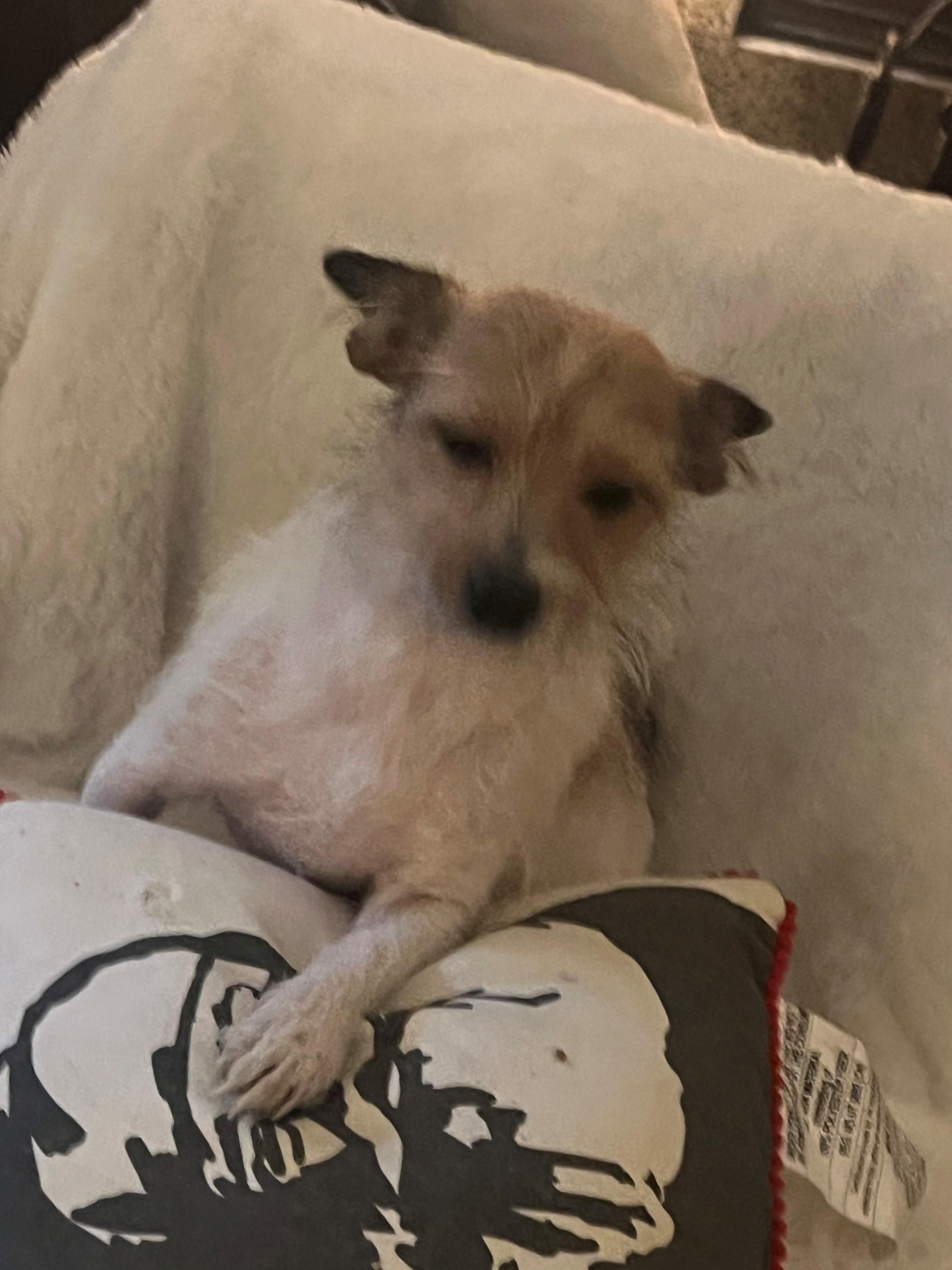 Enlarge Cece, a ADOPTABLE mixed breed in Lucerne Valley, CA image 2/3