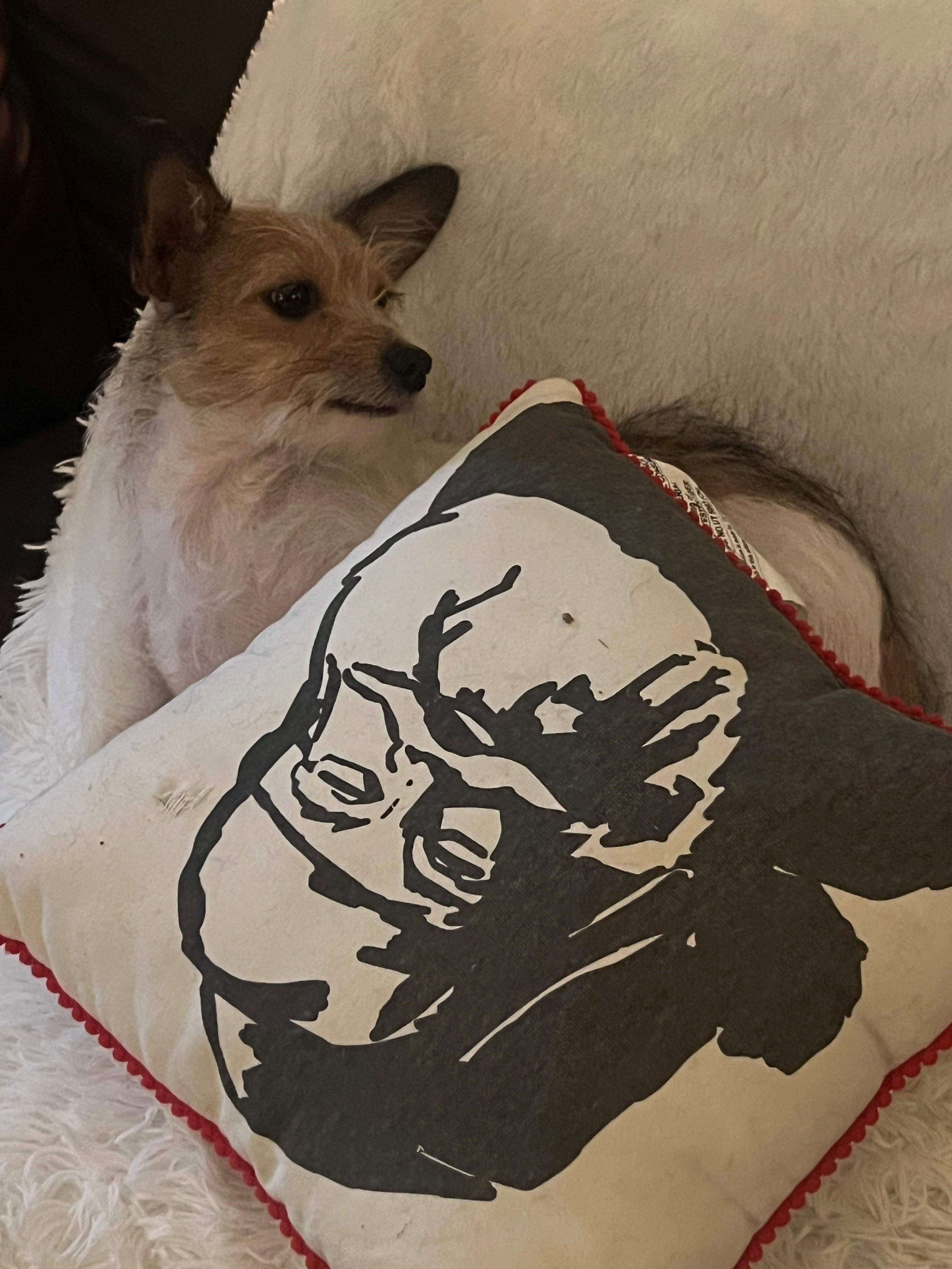 Enlarge Cece, a ADOPTABLE mixed breed in Lucerne Valley, CA image 3/3