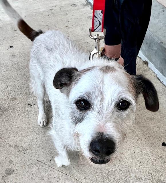 Spot, a Adoptable mixed breed in Ladson, SC image 3/6