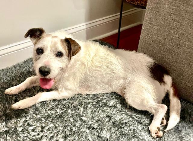 Spot, a Adoptable mixed breed in Ladson, SC image 4/6