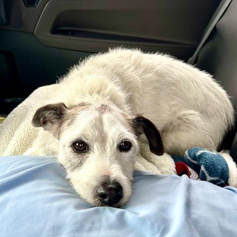 Spot, a Adoptable mixed breed in Ladson, SC image 1/6