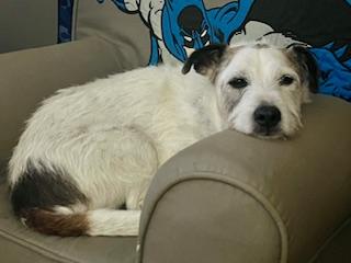 Spot, a Adoptable mixed breed in Ladson, SC image 6/6