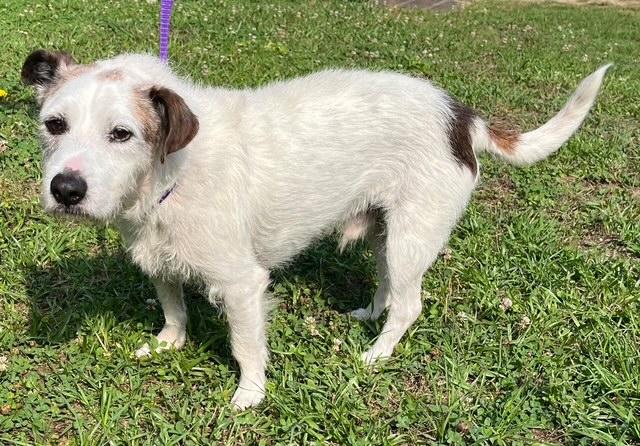 Spot, a Adoptable mixed breed in Ladson, SC image 2/6