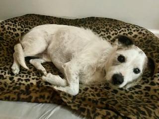 Spot, a Adoptable mixed breed in Ladson, SC image 5/6