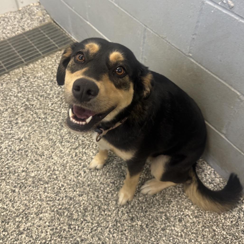 Enlarge Roxie, a Adoptable Shepherd in Collinsville , OK image 1/1