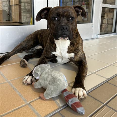 NUGGET, Adoptable, Young Male Pit Bull Terrier.
