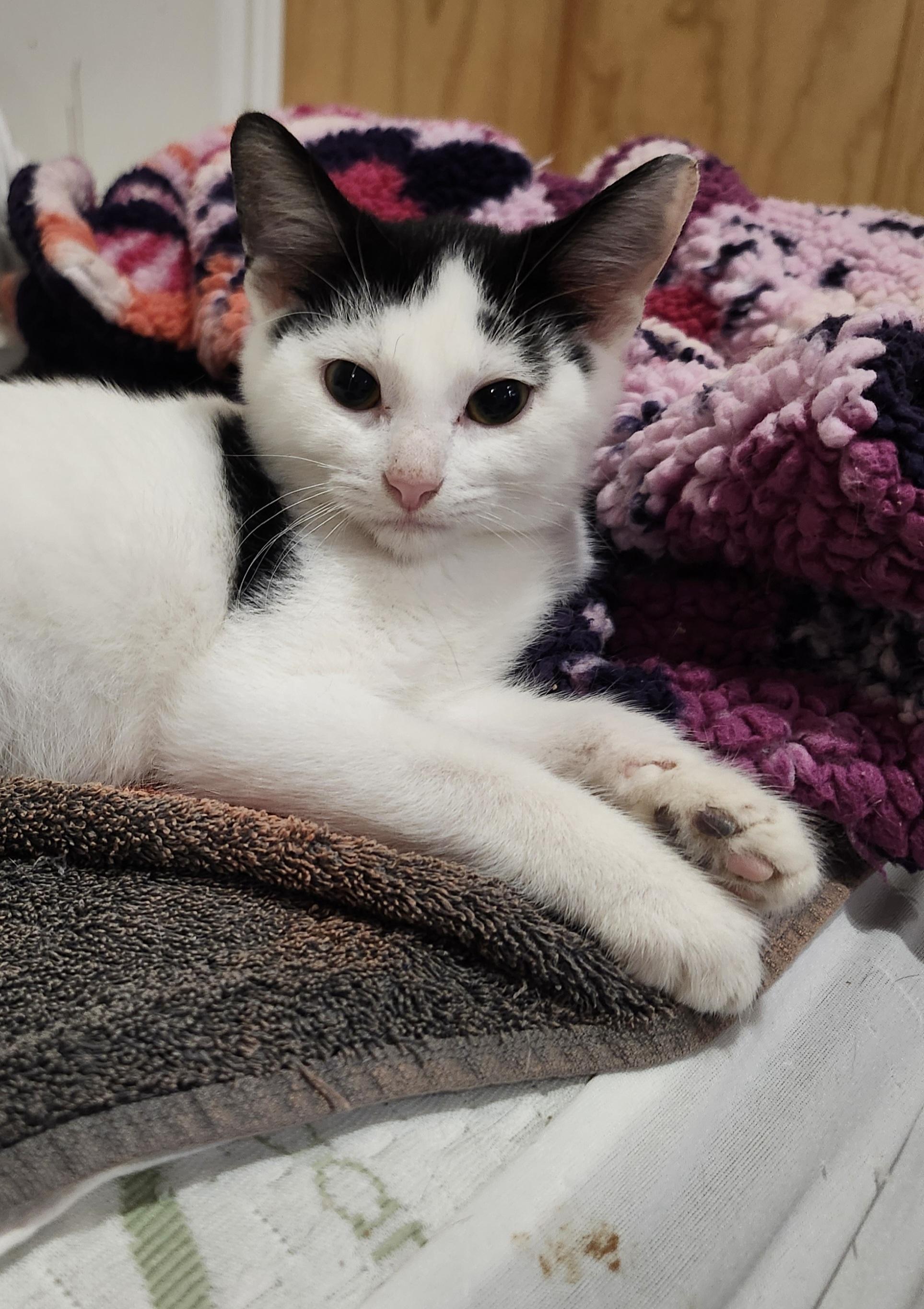 Khaluha, Adoptable, Kitten Male Domestic Short Hair.