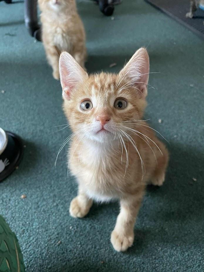 Sanji, Adoptable, Young Male Domestic Short Hair.
