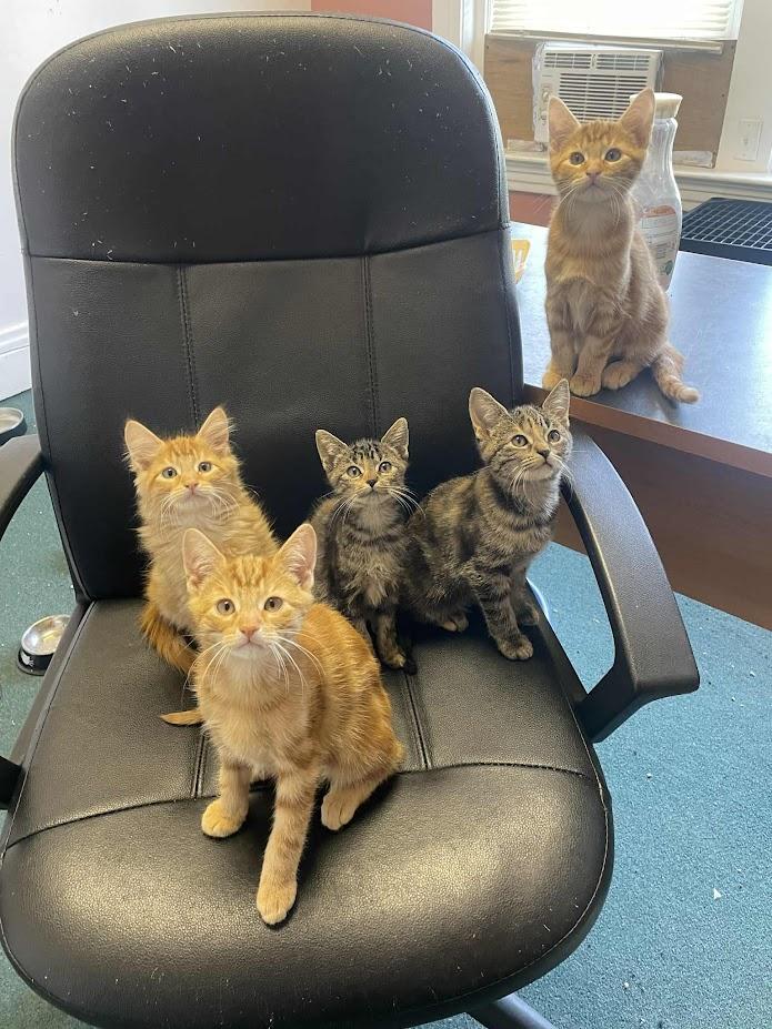 Sanji, a Adoptable Domestic Short Hair in Penfield, NY image 2/3