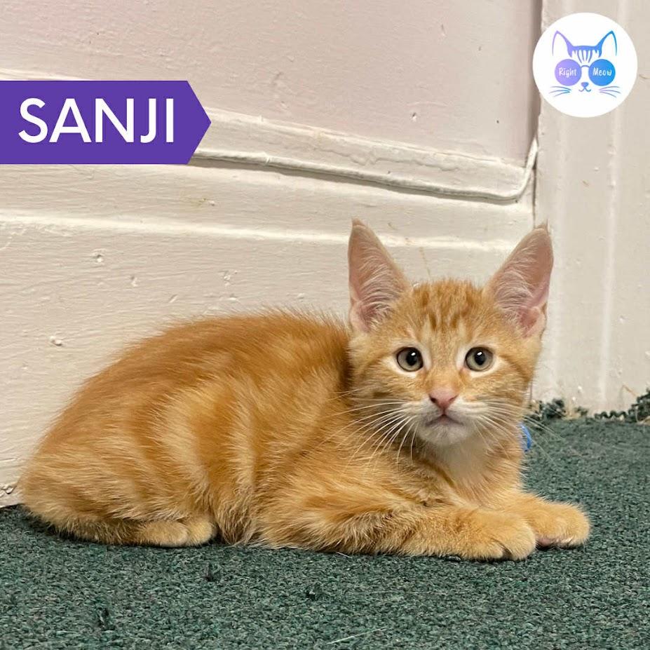 Sanji, a Adoptable Domestic Short Hair in Penfield, NY image 3/3