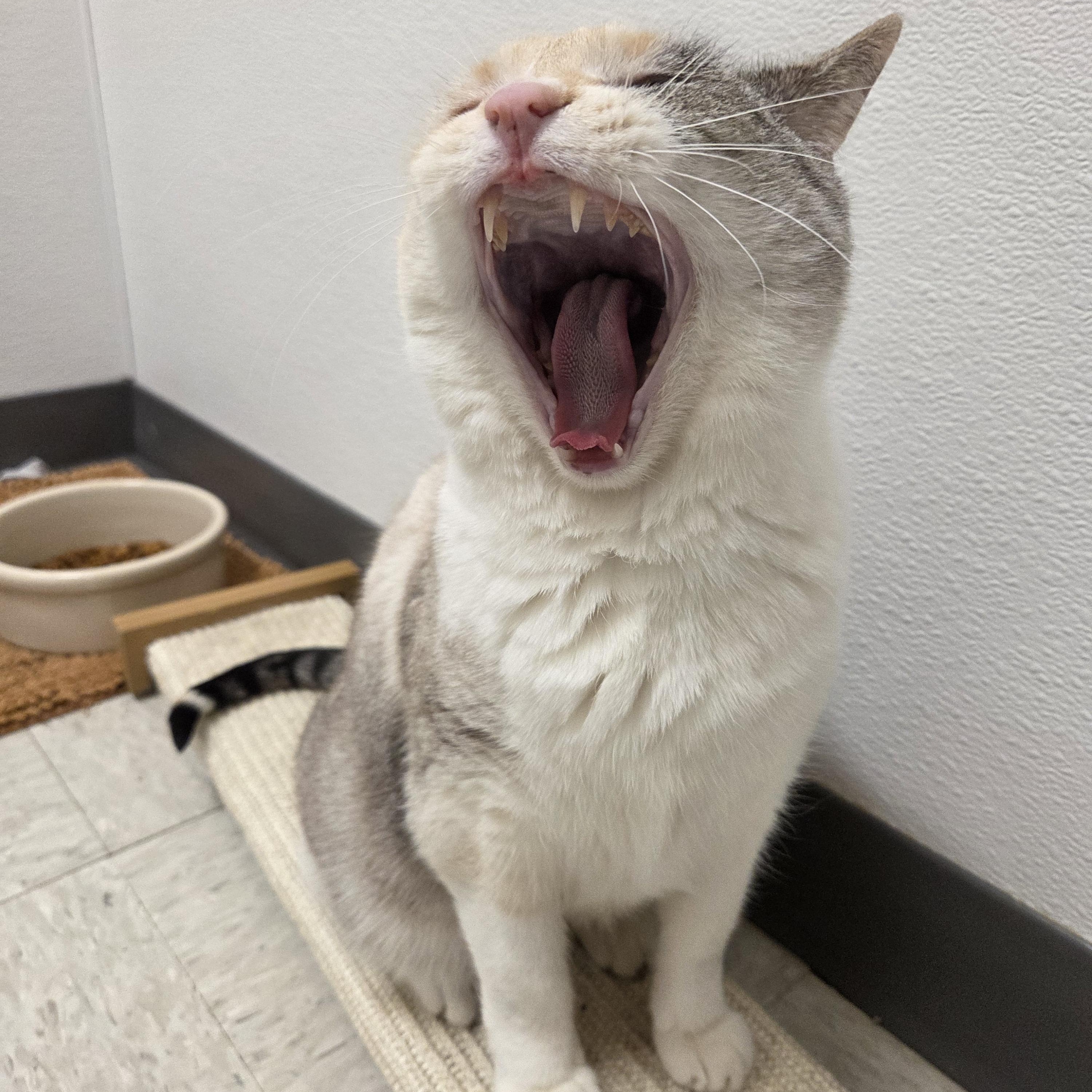 Enlarge Glacier, an adoptable mixed breed in Nevada, IA image 3/4