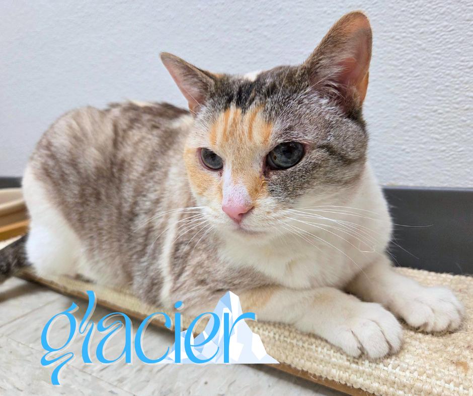 Enlarge Glacier, an adoptable mixed breed in Nevada, IA image 1/4
