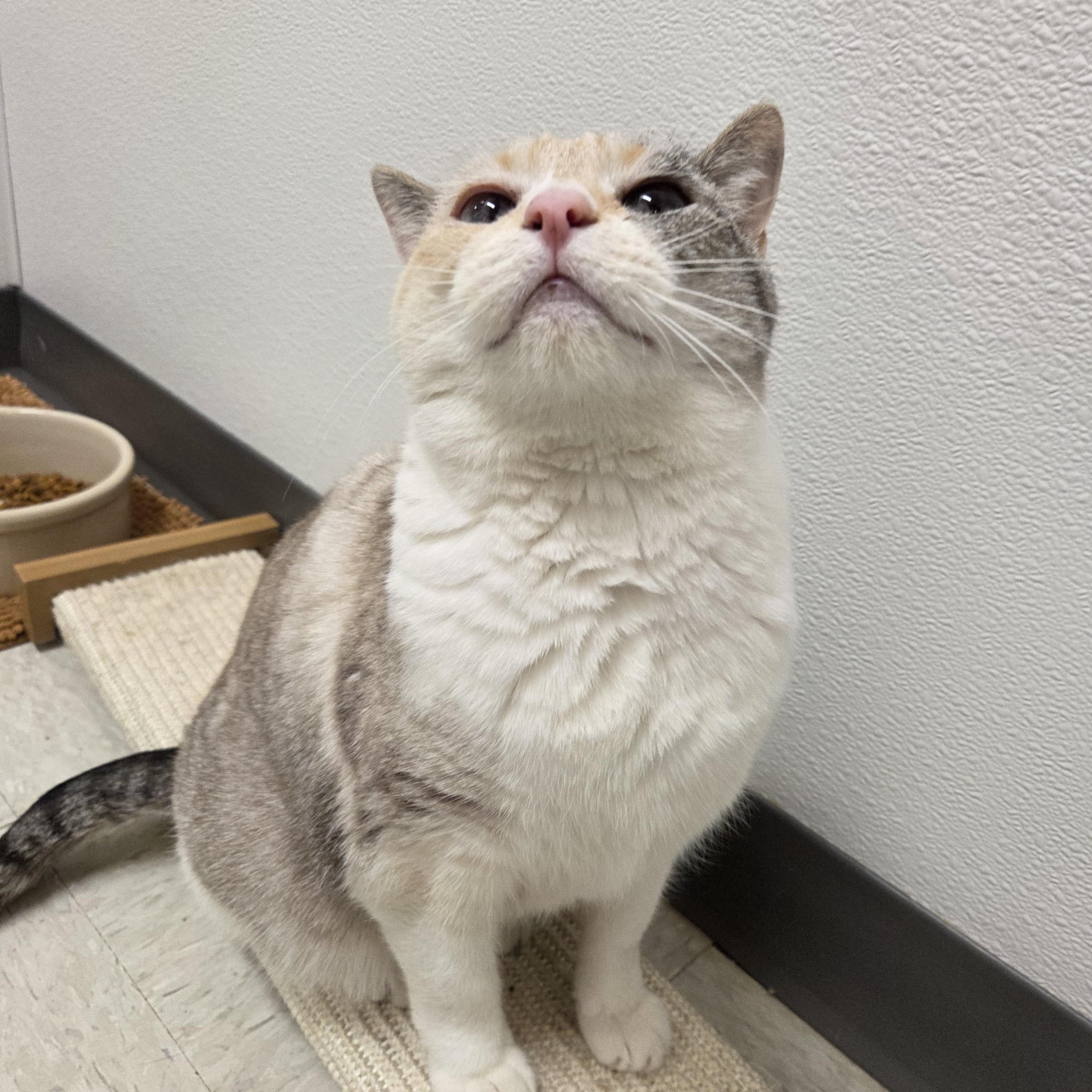 Enlarge Glacier, an adoptable mixed breed in Nevada, IA image 2/4