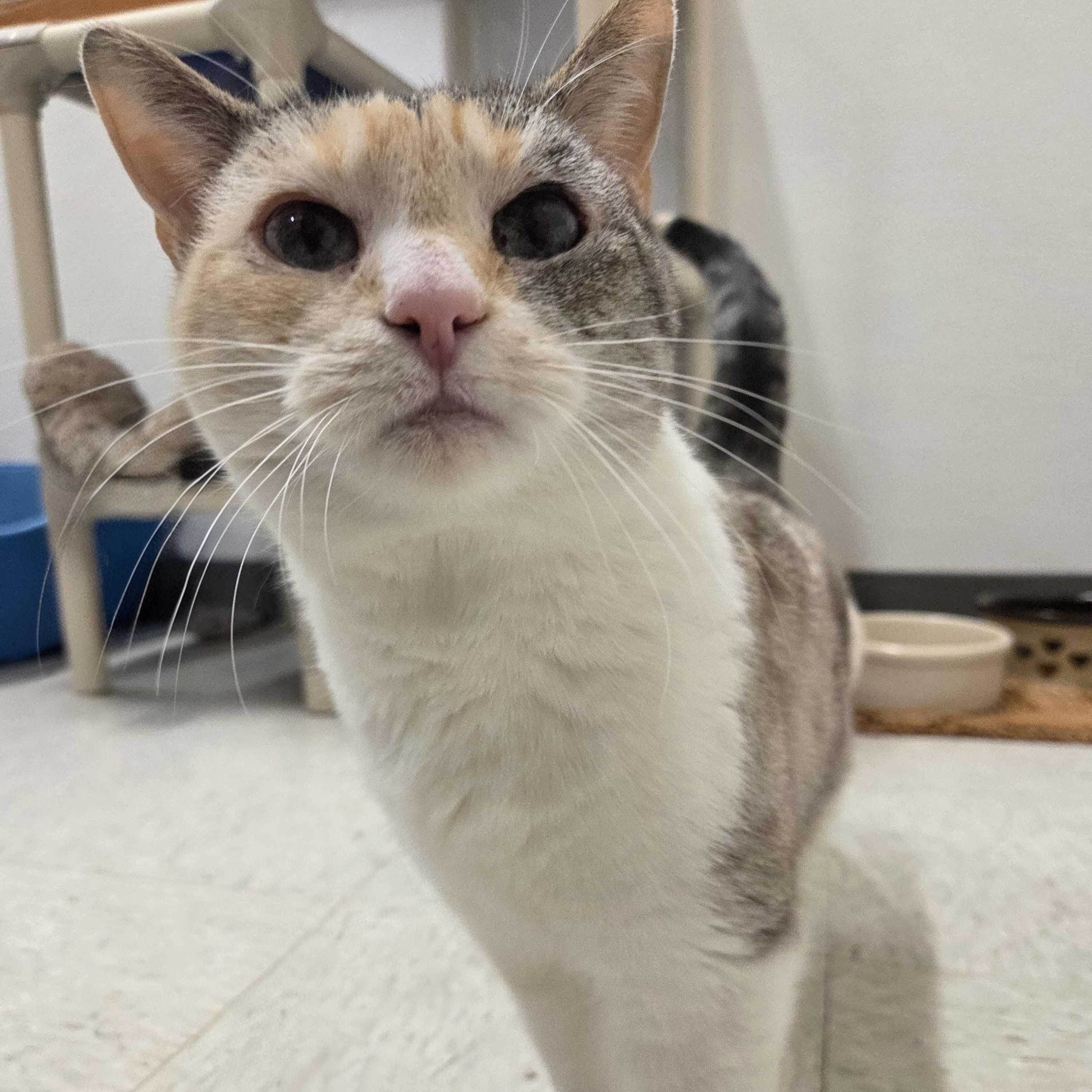 Enlarge Glacier, an adoptable mixed breed in Nevada, IA image 4/4