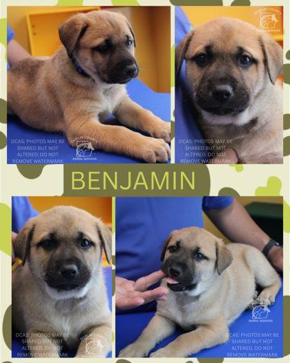 Enlarge BENJAMIN, a Adoptable mixed breed in Kenansville, NC image 1/1