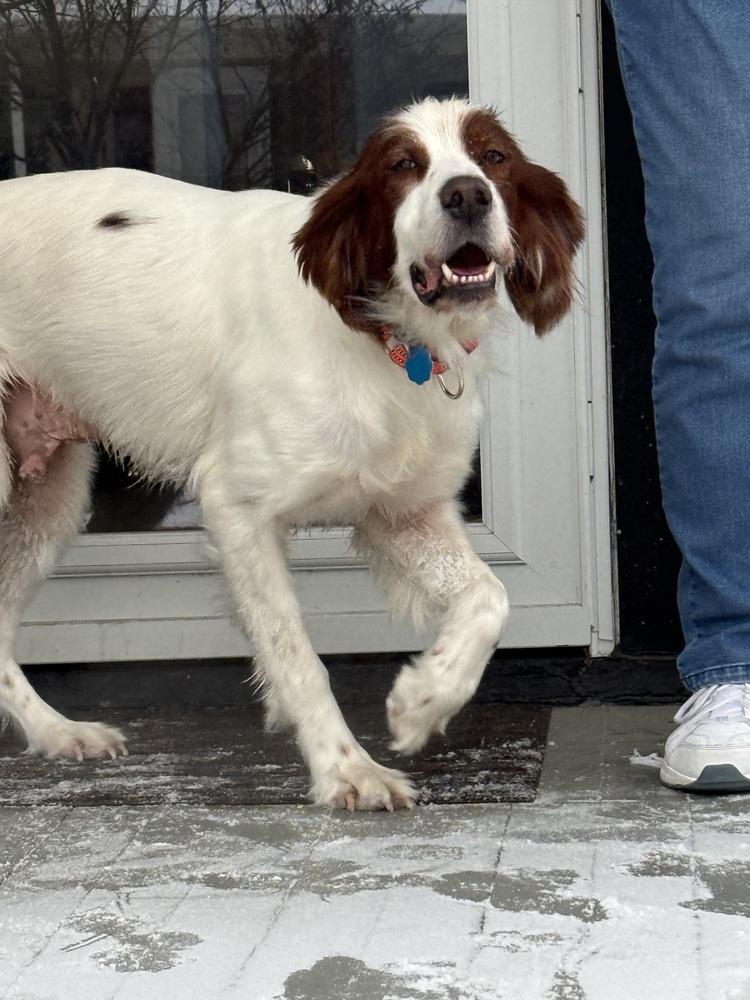 Pending Adoption - Travis, Adoptable, Adult Male Irish Setter.