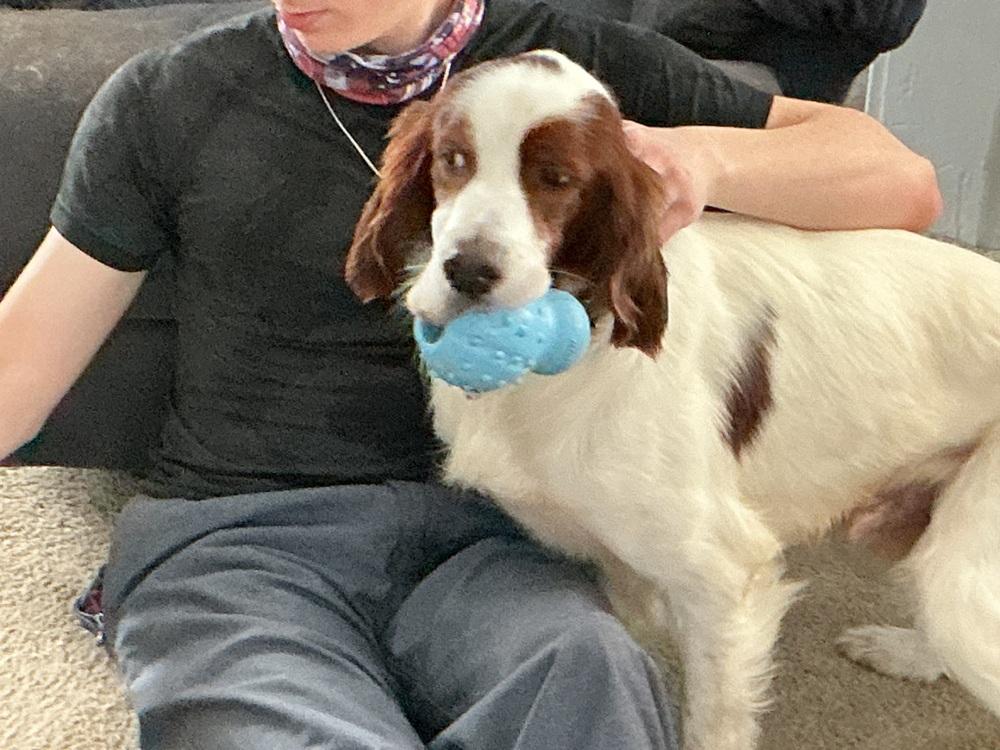 Enlarge Pending Adoption - Travis, a Adoptable Irish Setter in Baltimore, MD image 2/6