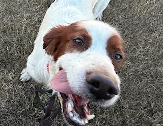 Enlarge Pending Adoption - Travis, a Adoptable Irish Setter in Baltimore, MD image 3/6