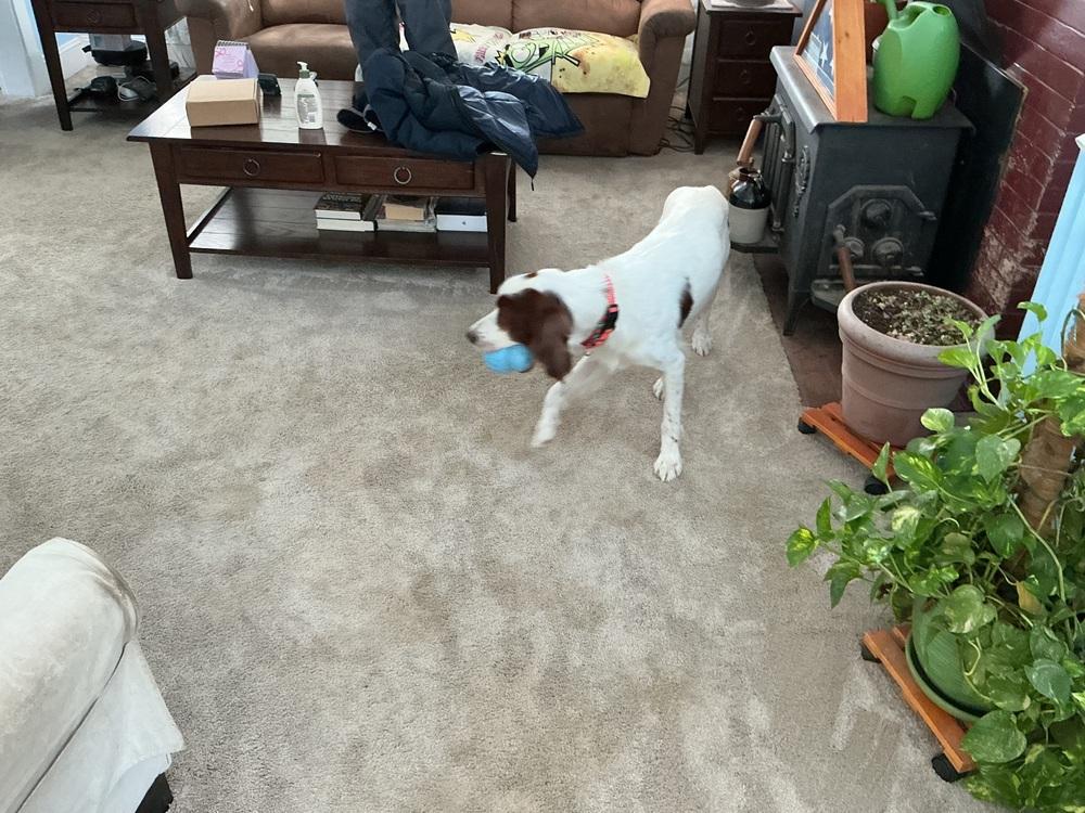 Enlarge Pending Adoption - Travis, a Adoptable Irish Setter in Baltimore, MD image 4/6