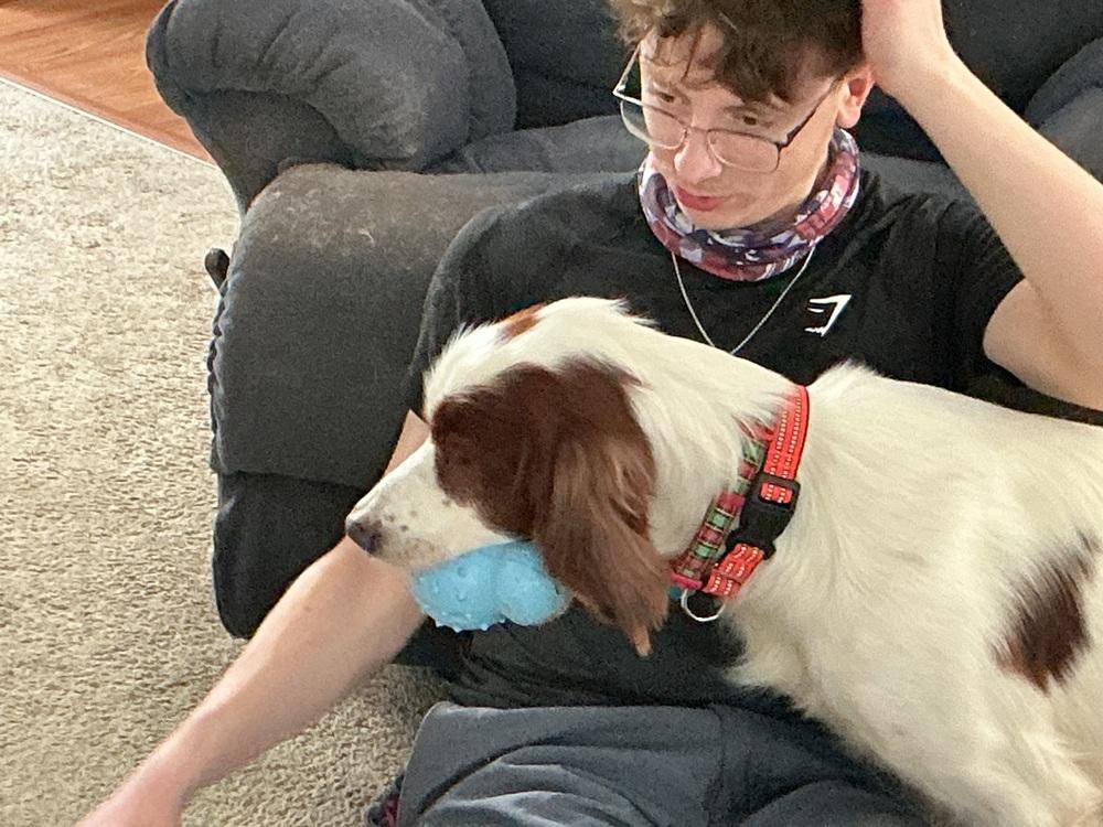 Enlarge Pending Adoption - Travis, a Adoptable Irish Setter in Baltimore, MD image 6/6