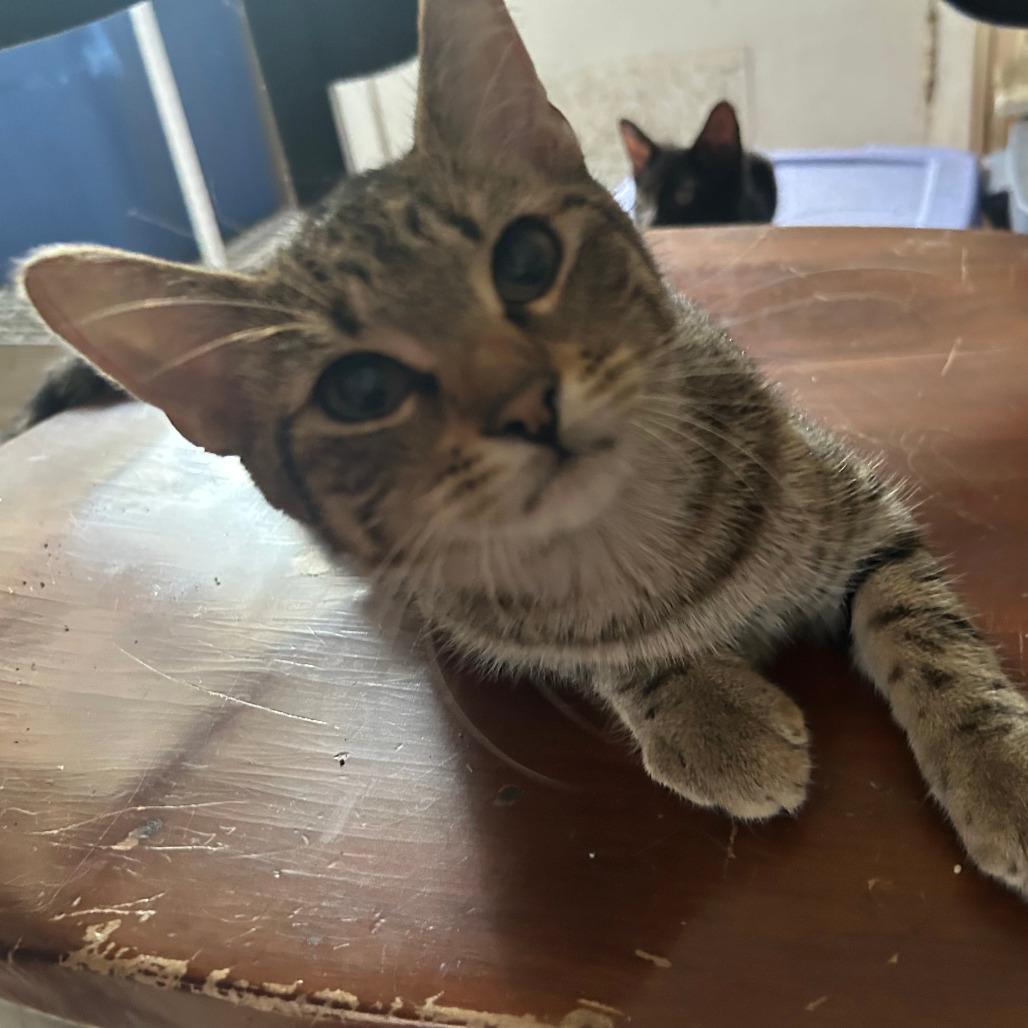 Tiger, Adoptable, Kitten Male Domestic Short Hair.