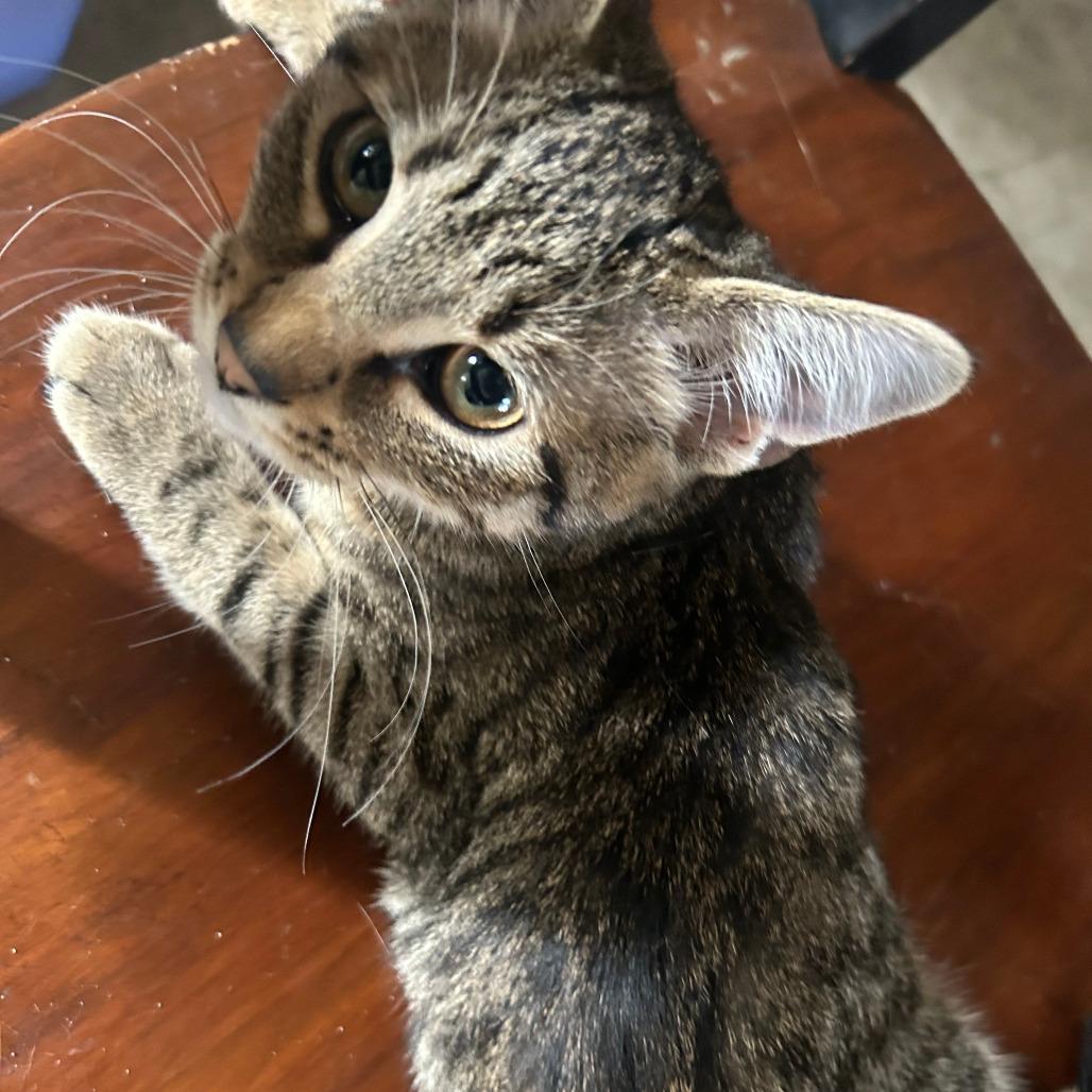 Enlarge Tiger, a Adoptable Domestic Short Hair in Chicago, IL image 2/2