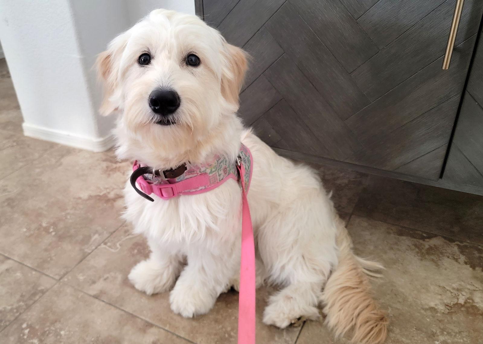 Ivy, Adopted, Puppy Female Golden Retriever & Standard Poodle.