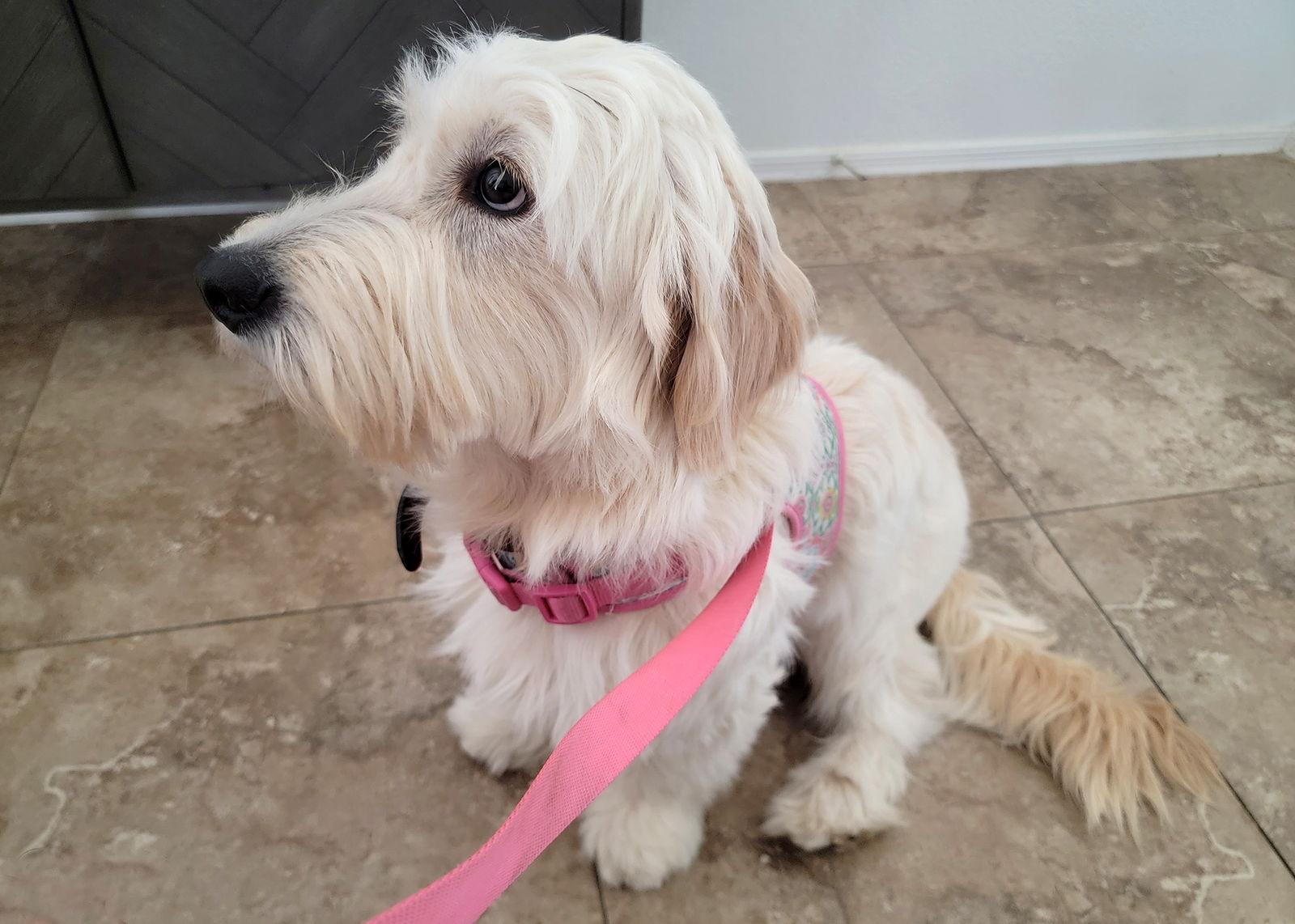 Enlarge Ivy, a Adopted mixed breed in Glendale, AZ image 2/3