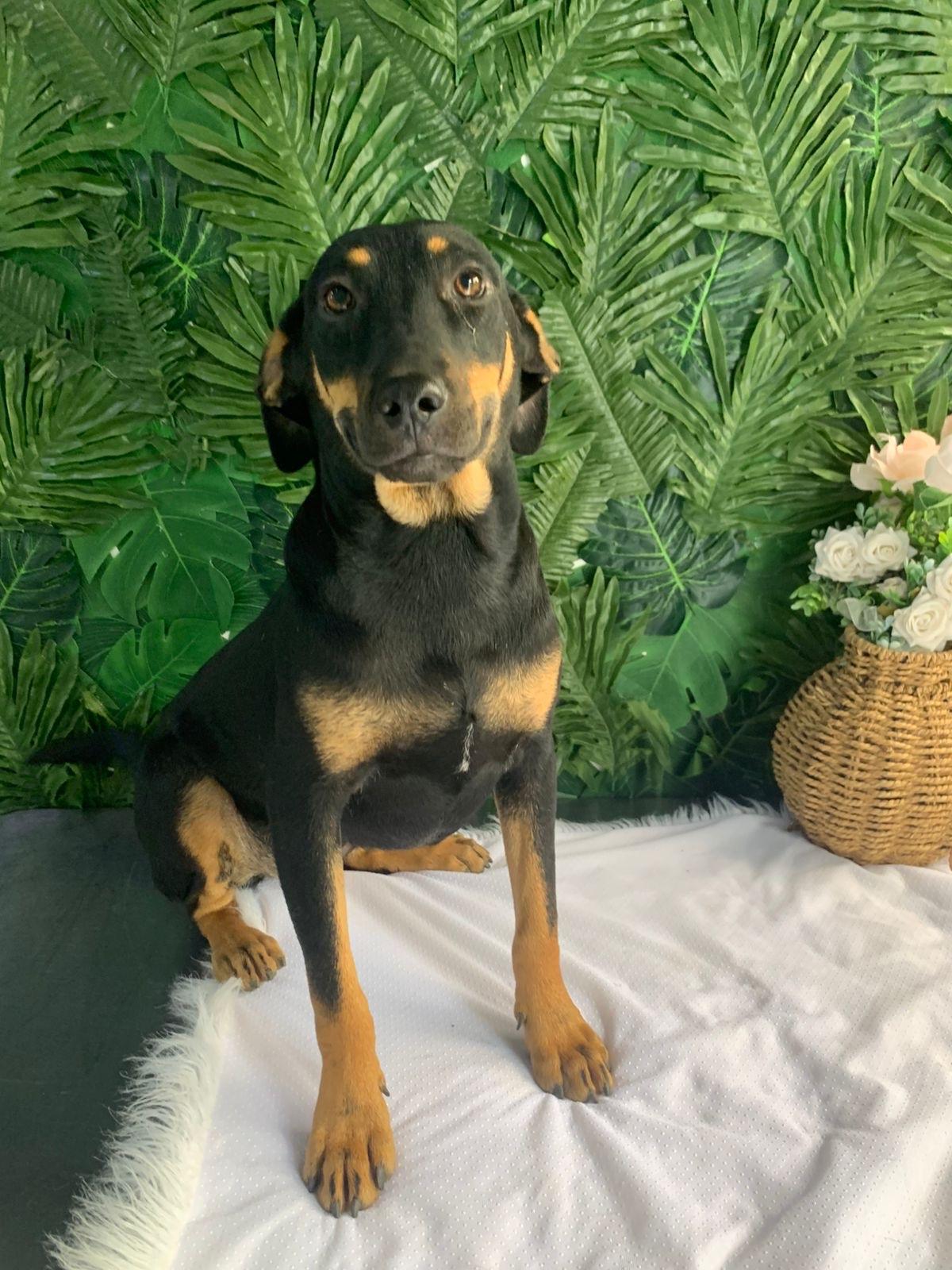 Tarion, a Adoptable Mixed Breed in West Seneca, NY image 2/2