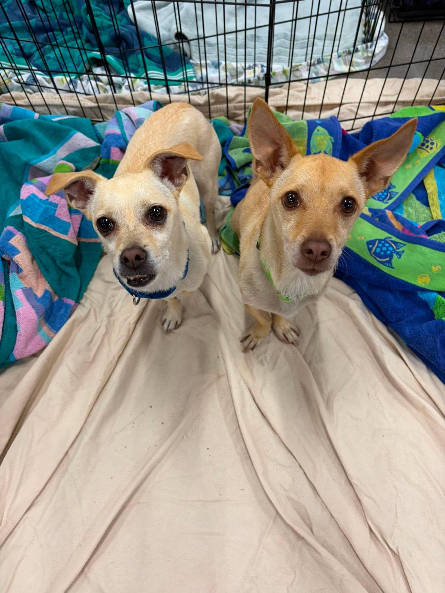 Junior, a ADOPTABLE Chihuahua in Murrieta, CA image 5/5