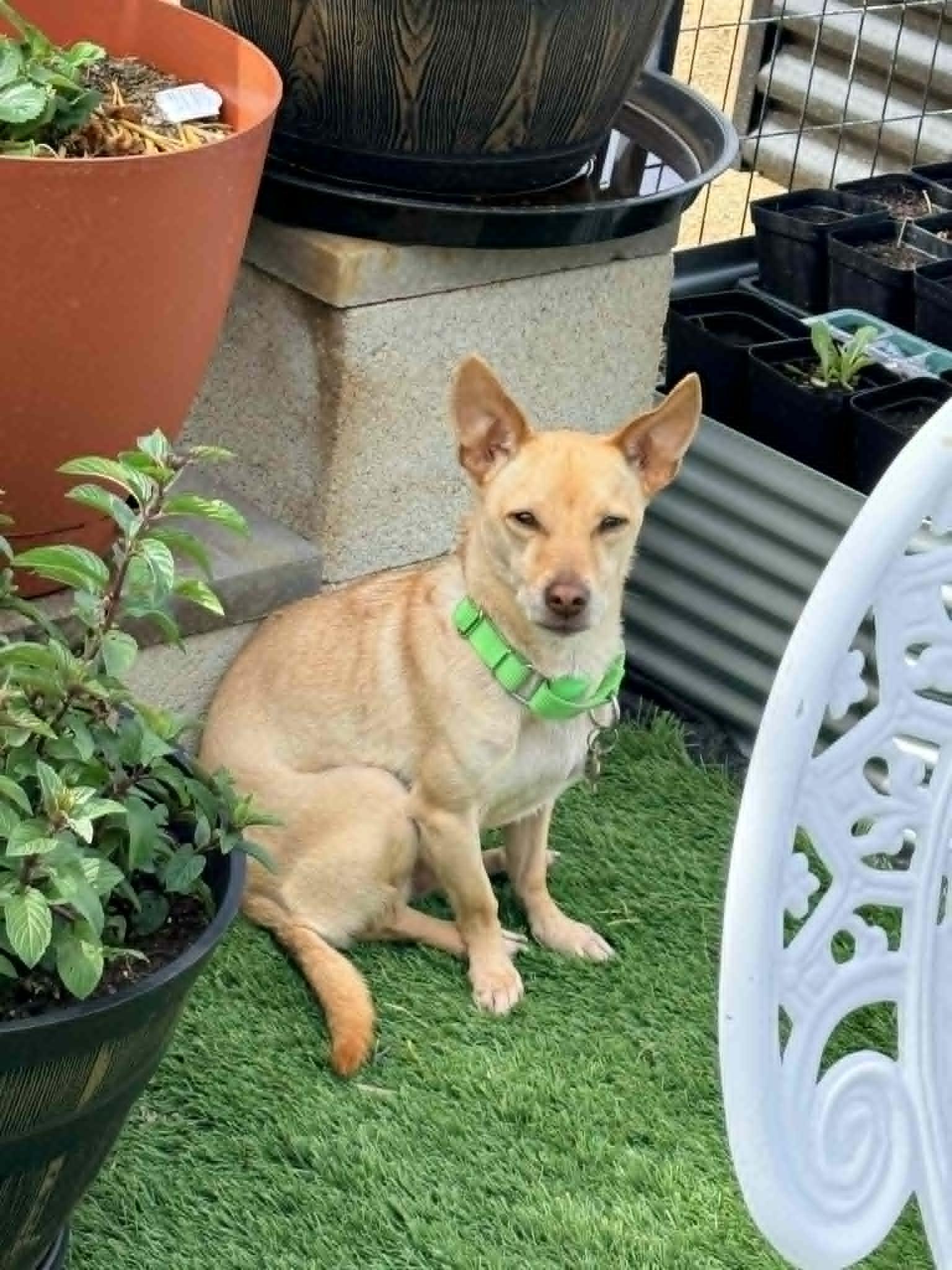 Junior, a ADOPTABLE Chihuahua in Murrieta, CA image 3/3