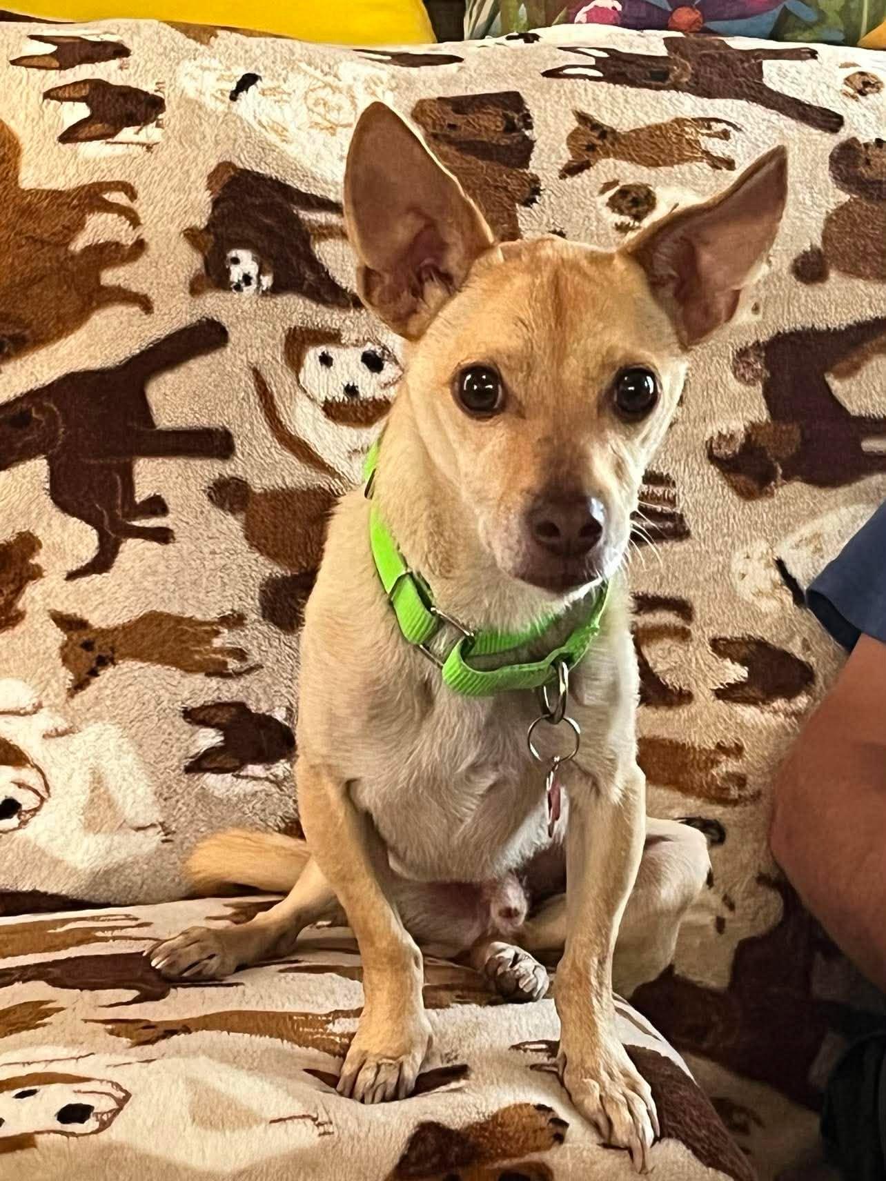Junior, a ADOPTABLE Chihuahua in Murrieta, CA image 4/5