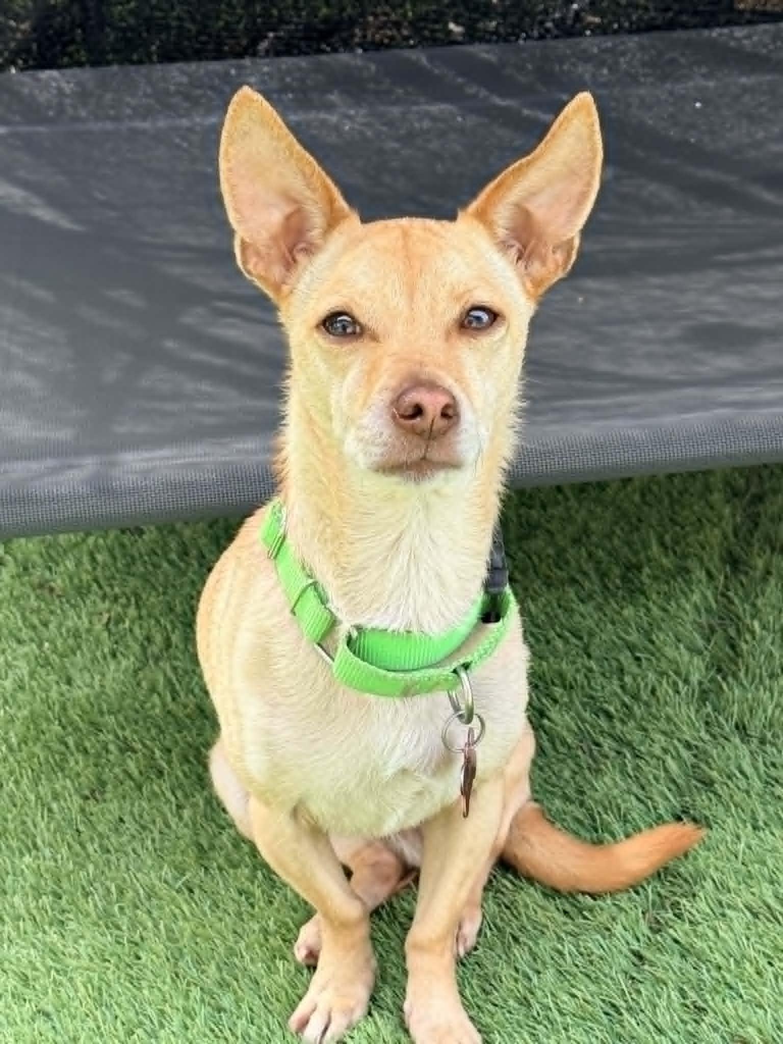 Junior, a ADOPTABLE Chihuahua in Murrieta, CA image 1/3