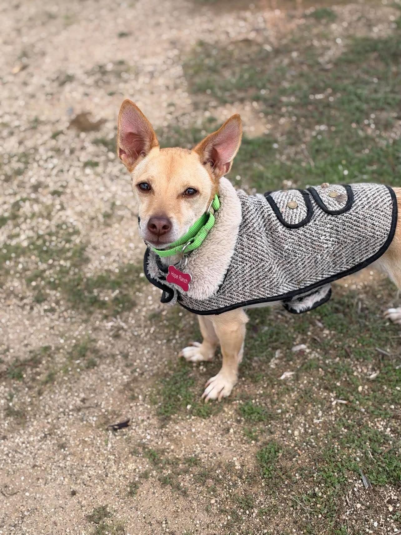 Junior, Adoptable, Adult Male Chihuahua.