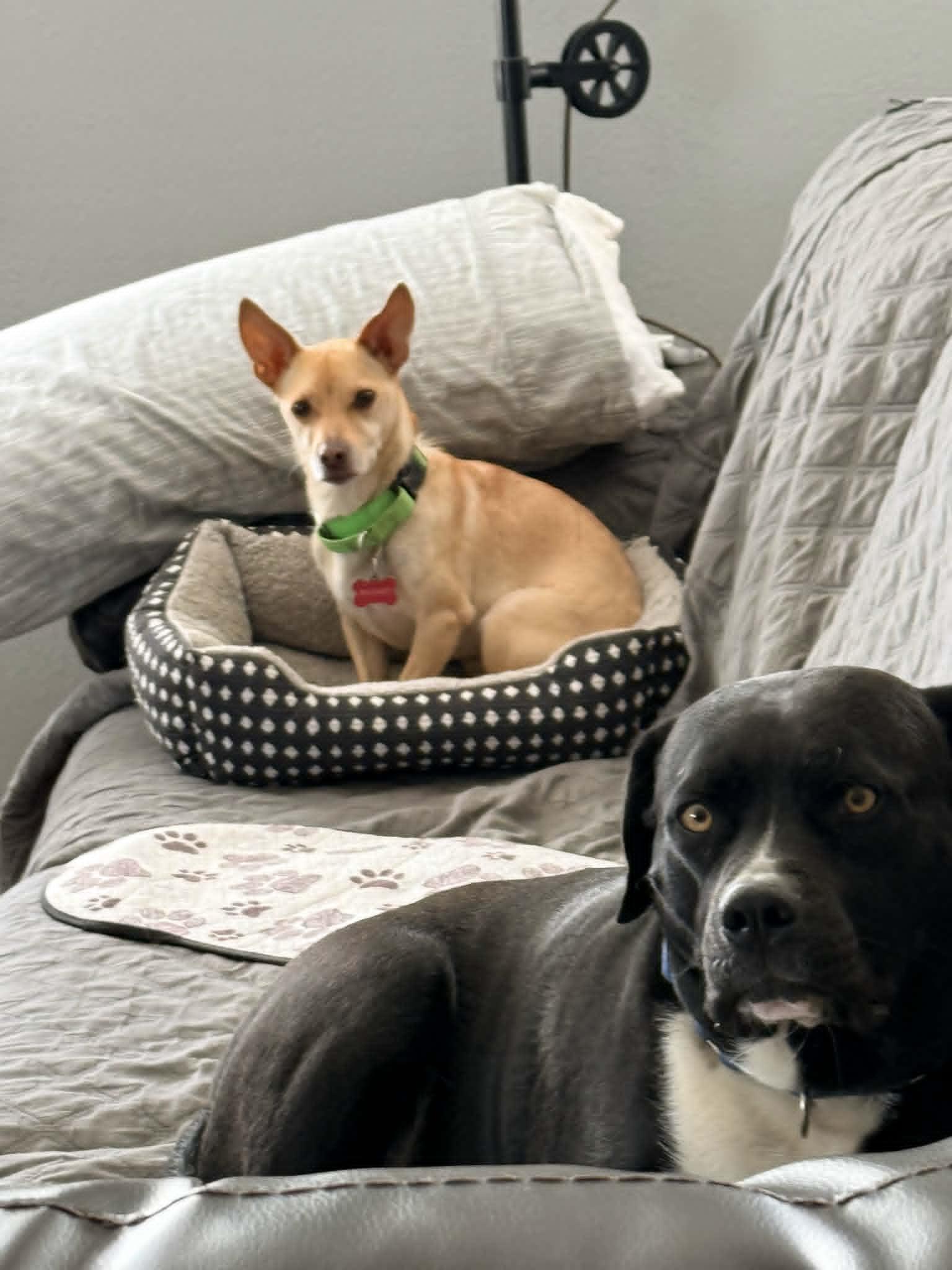 Junior, a ADOPTABLE Chihuahua in Murrieta, CA image 2/3