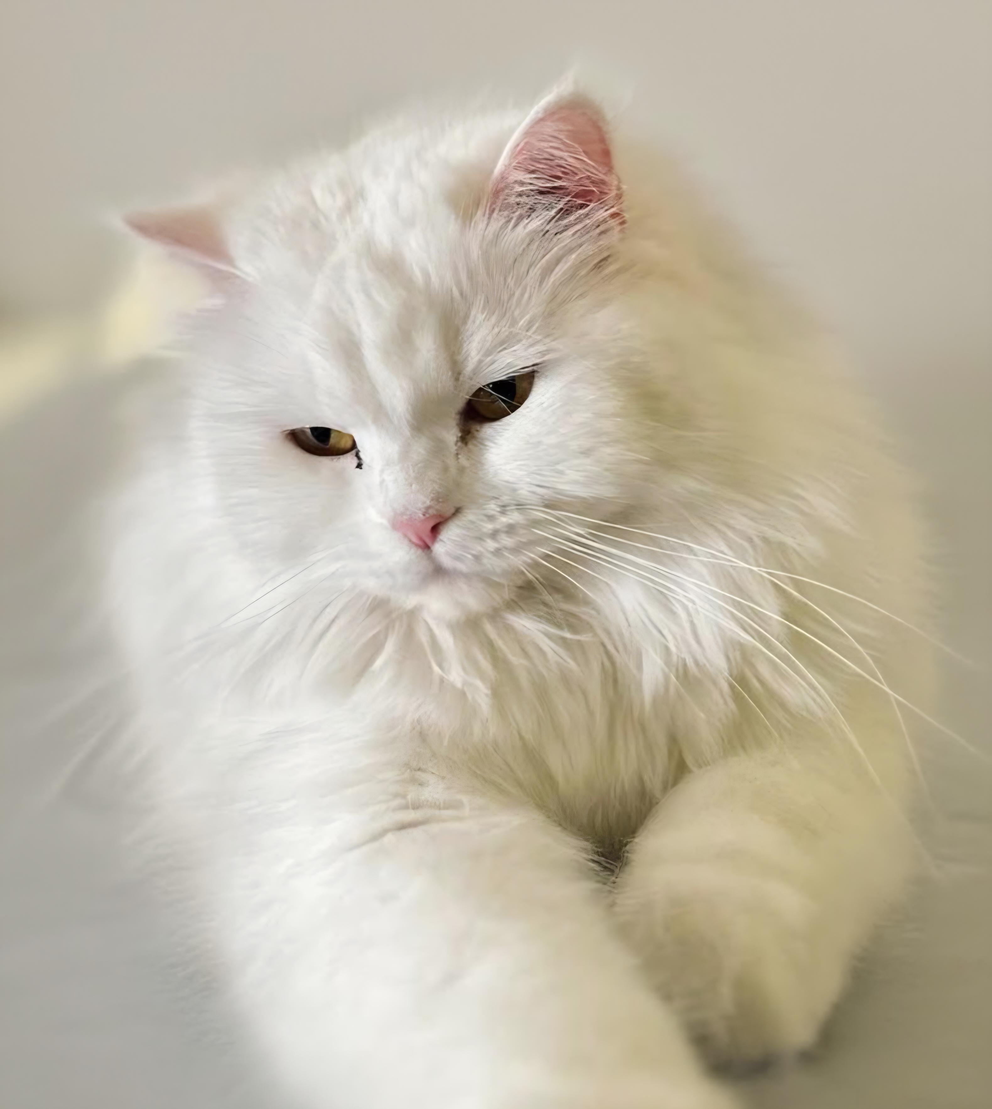 Enlarge Bella, a Adoptable Persian in Snow Hill, MD image 1/1