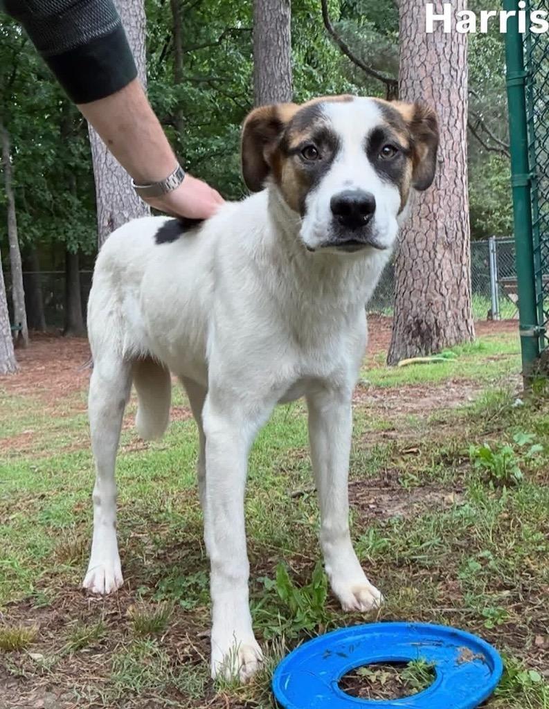 Enlarge Harris, a Adoptable mixed breed in Little Rock, AR image 1/2