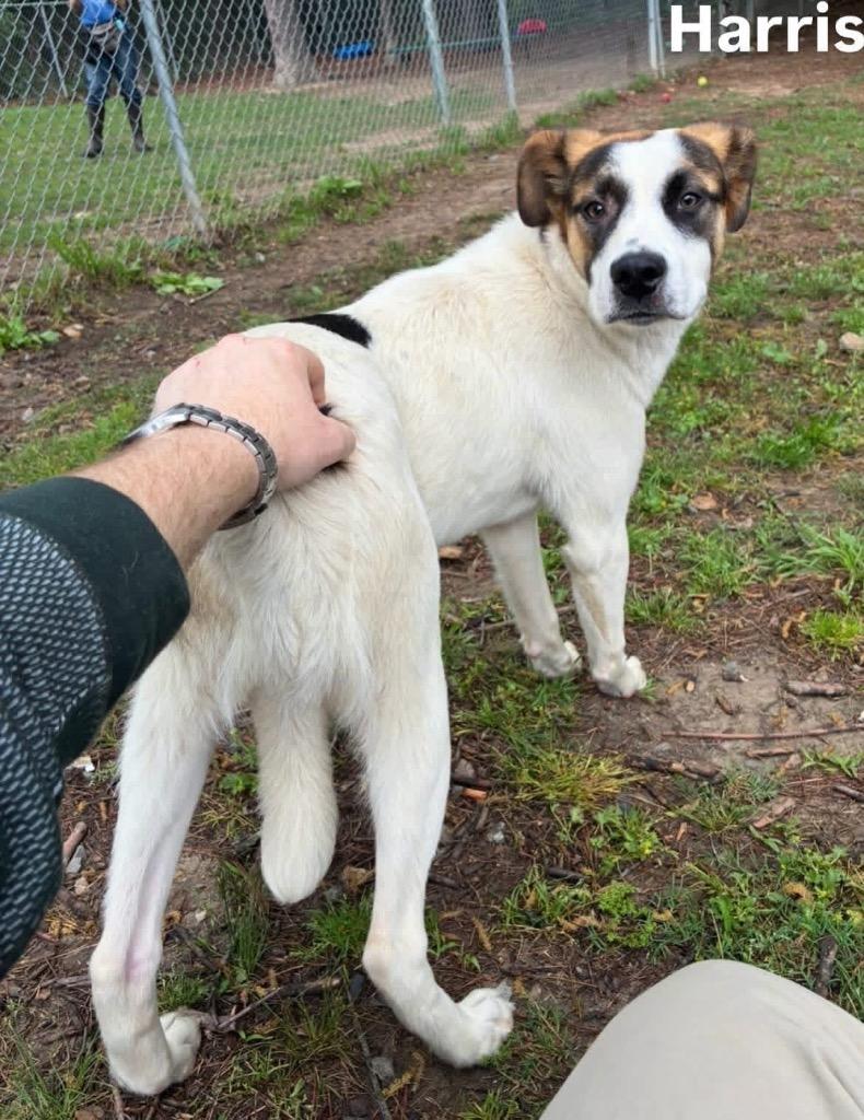 Enlarge Harris, a Adoptable mixed breed in Little Rock, AR image 2/2