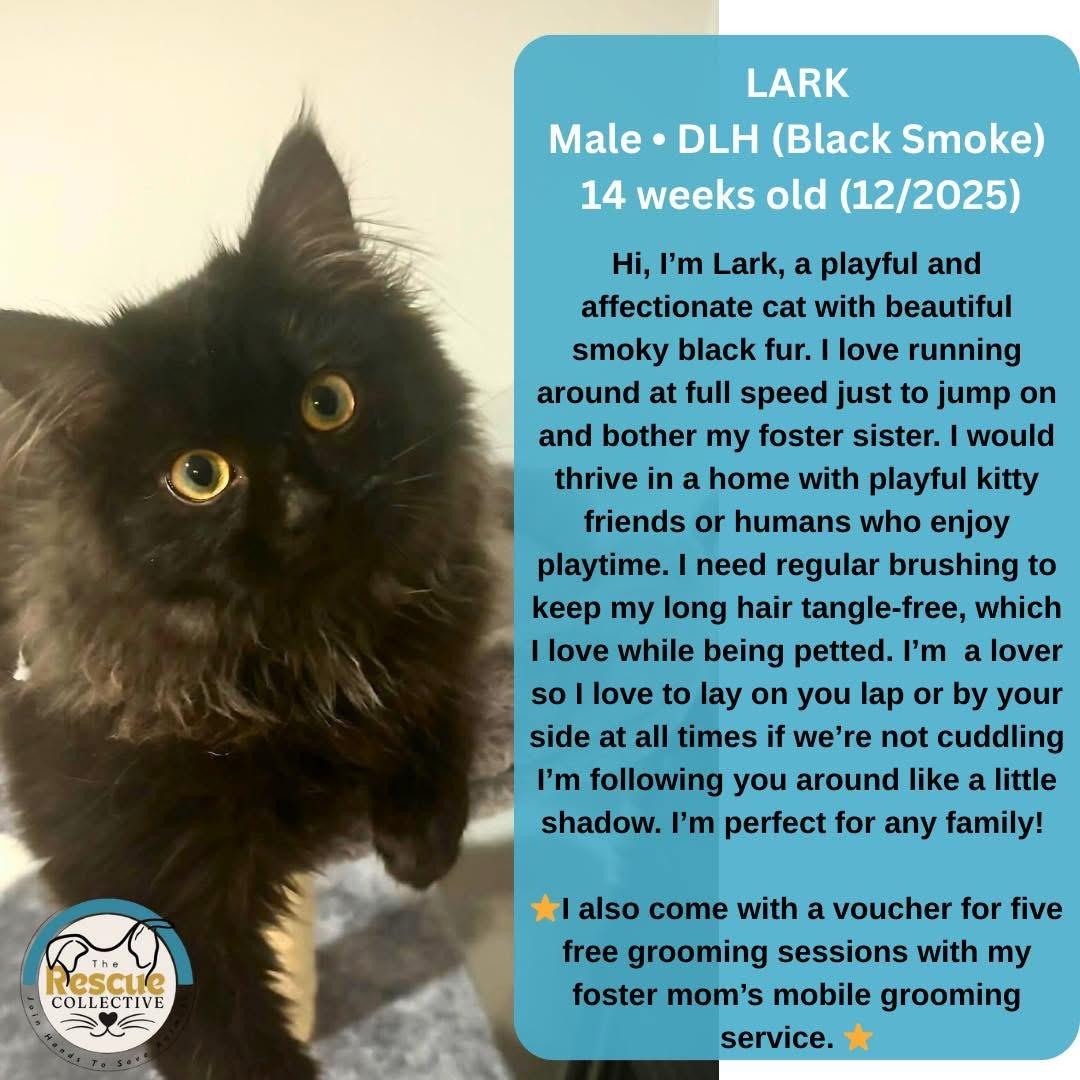 Enlarge Lark, a ADOPTABLE Domestic Long Hair in Clive, AB image 1/1