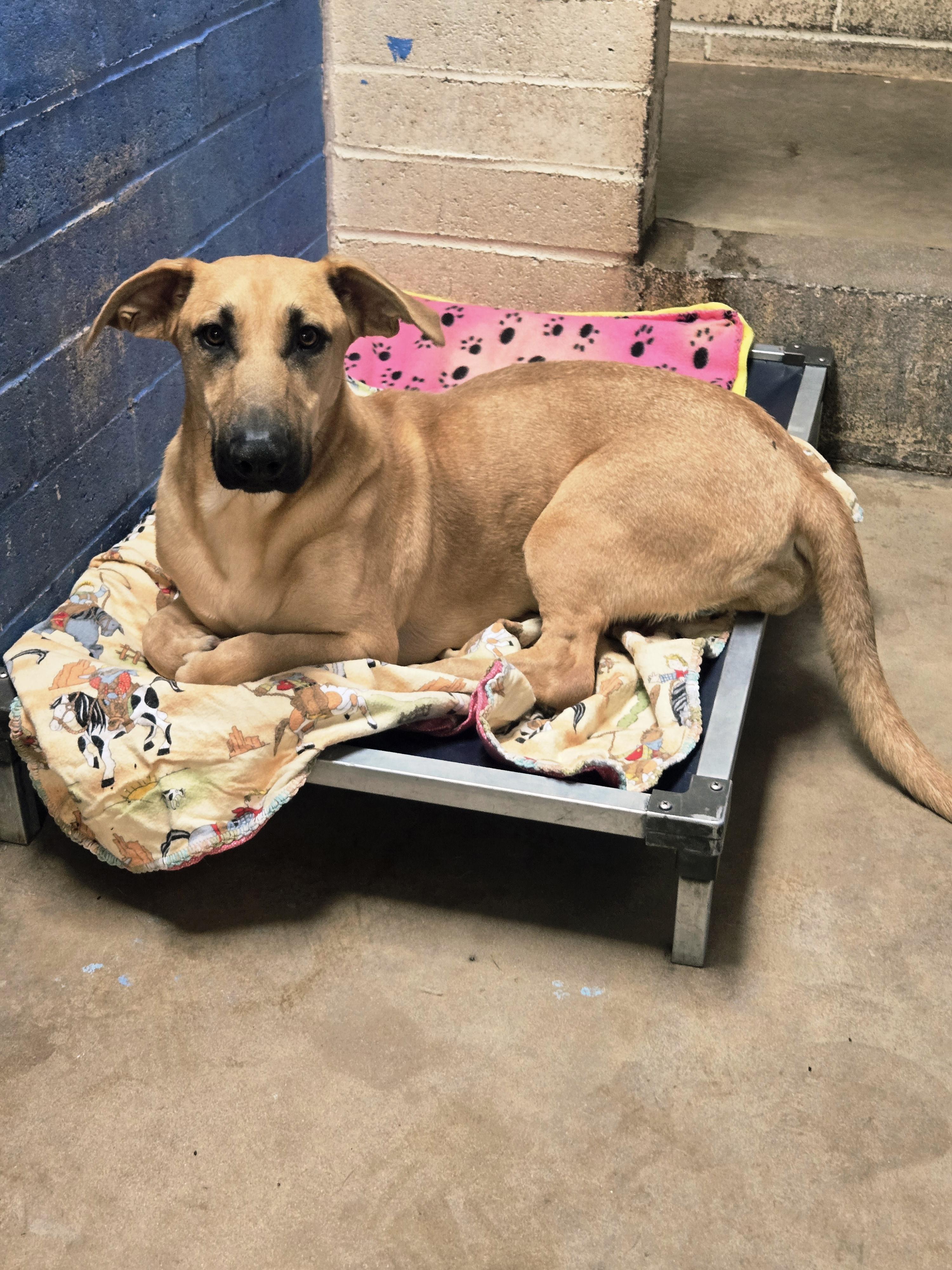 Enlarge Jelly, a Adopted mixed breed in Nogales, AZ image 3/3