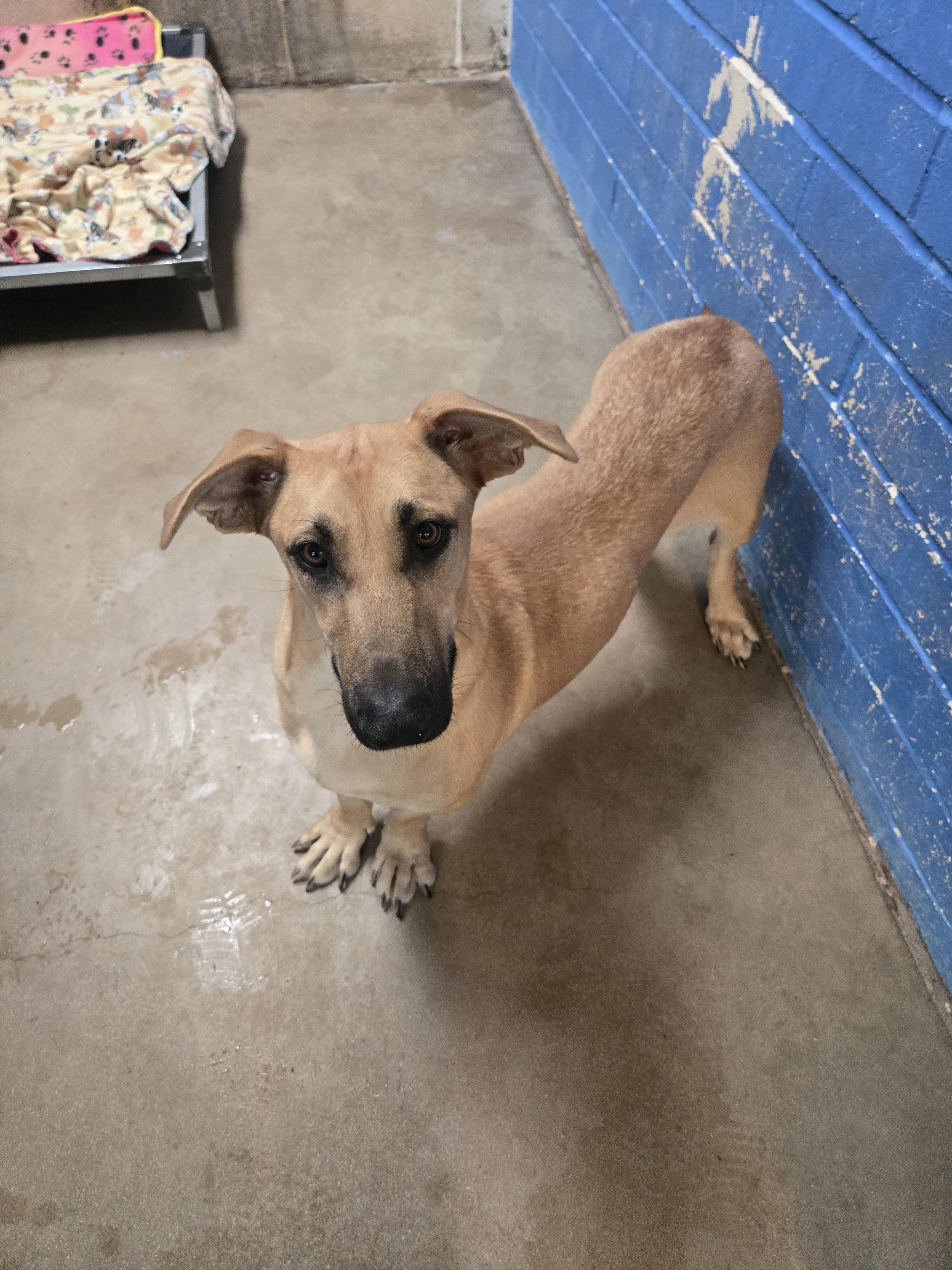 Jelly, Adopted, Adult Female Basset Hound & Labrador Retriever.