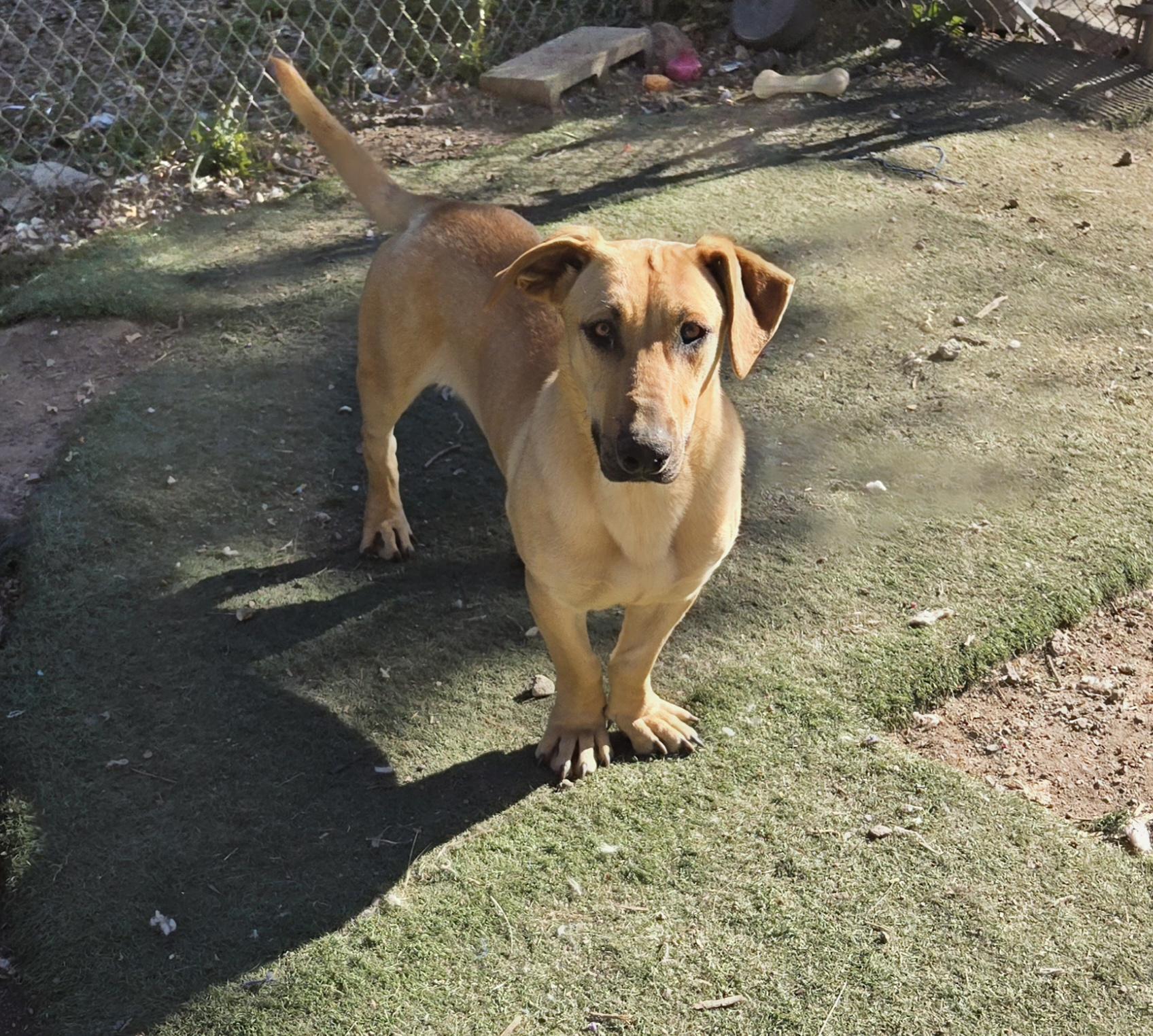 Enlarge Jelly, a Adopted mixed breed in Nogales, AZ image 2/3