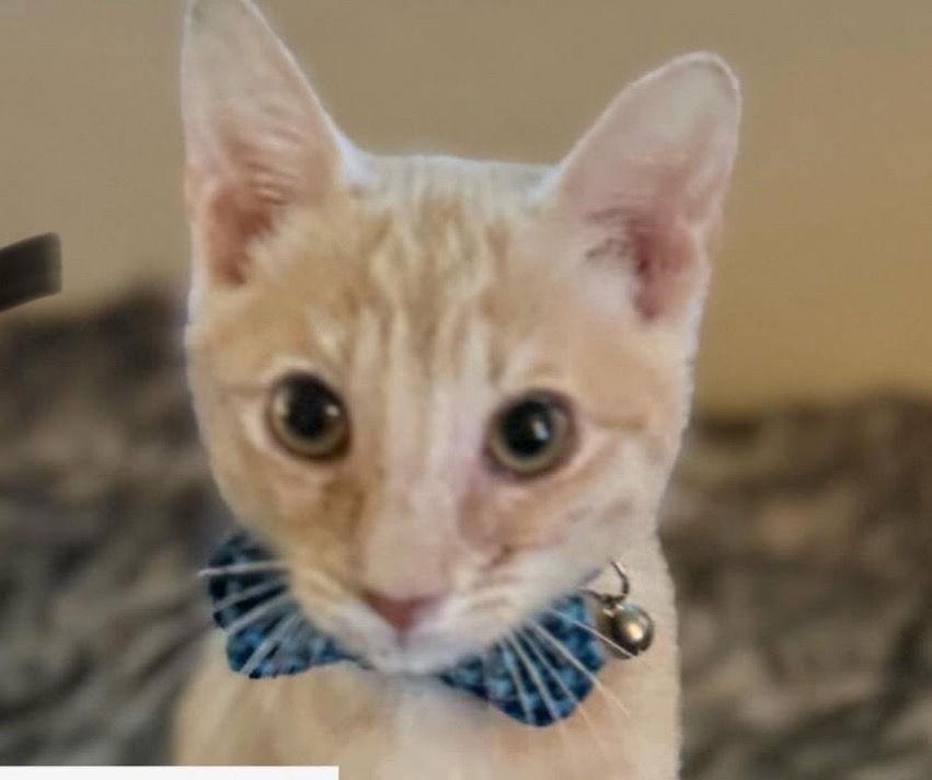 Hamilton, Adoptable, Young Male Domestic Short Hair.