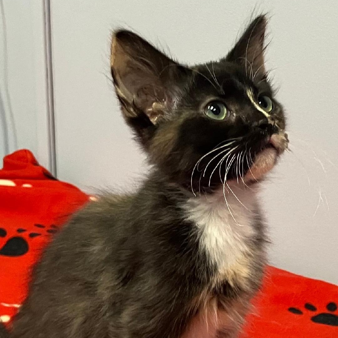 Enlarge Snickers, a ADOPTABLE mixed breed in Gastonia, NC image 2/4